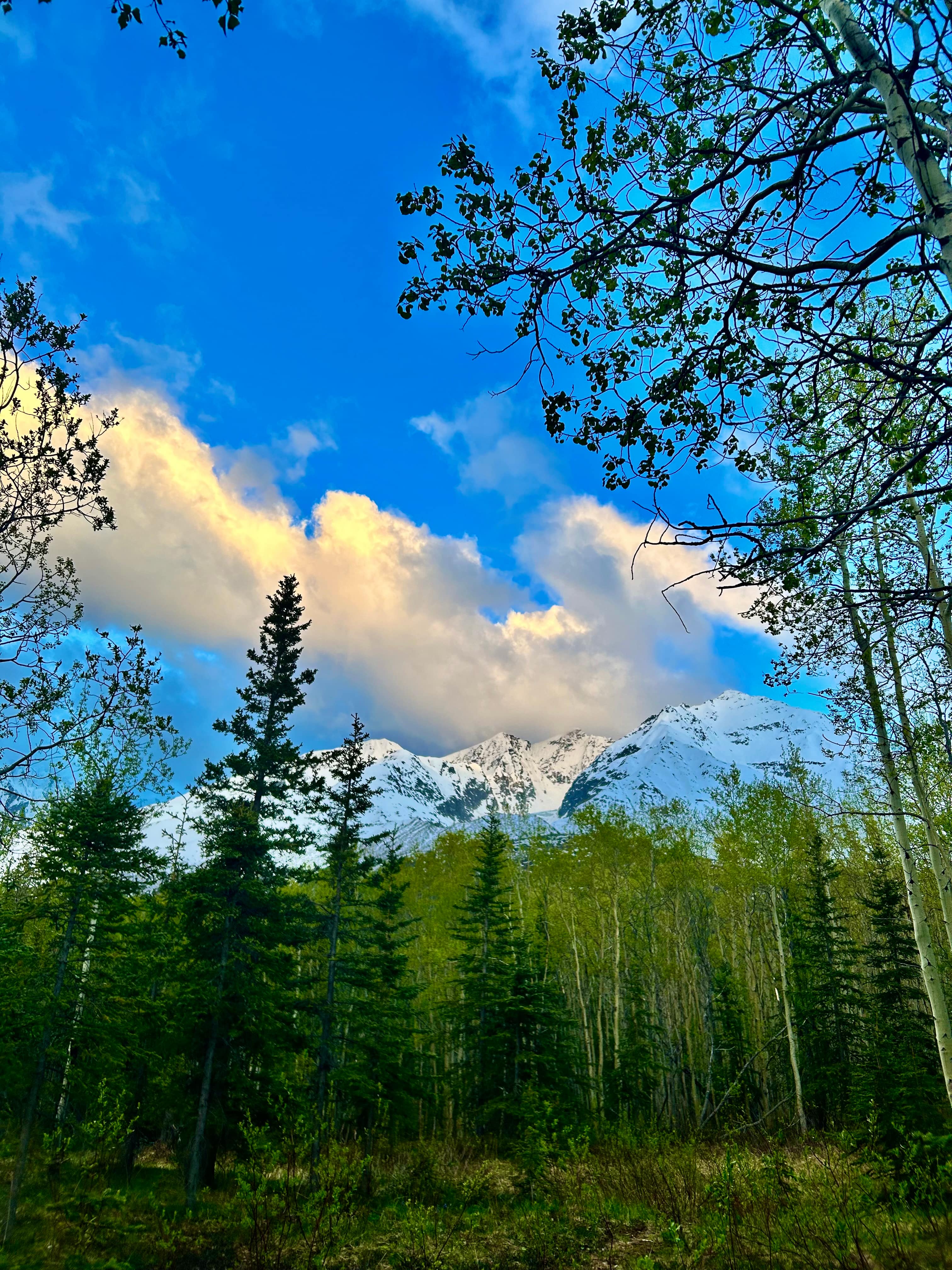 The Raven's Den of the Chugach