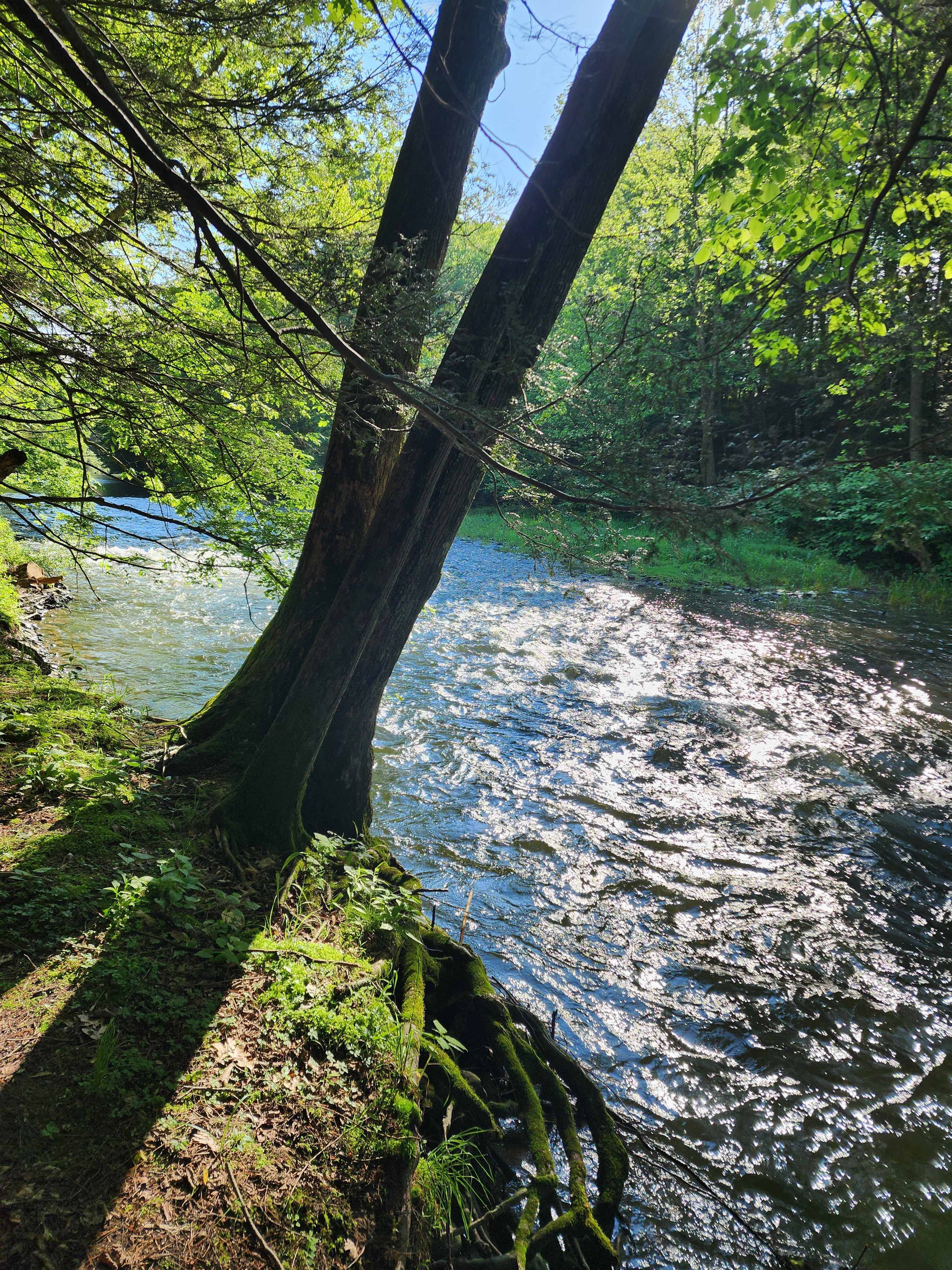 Forks Farm Campground