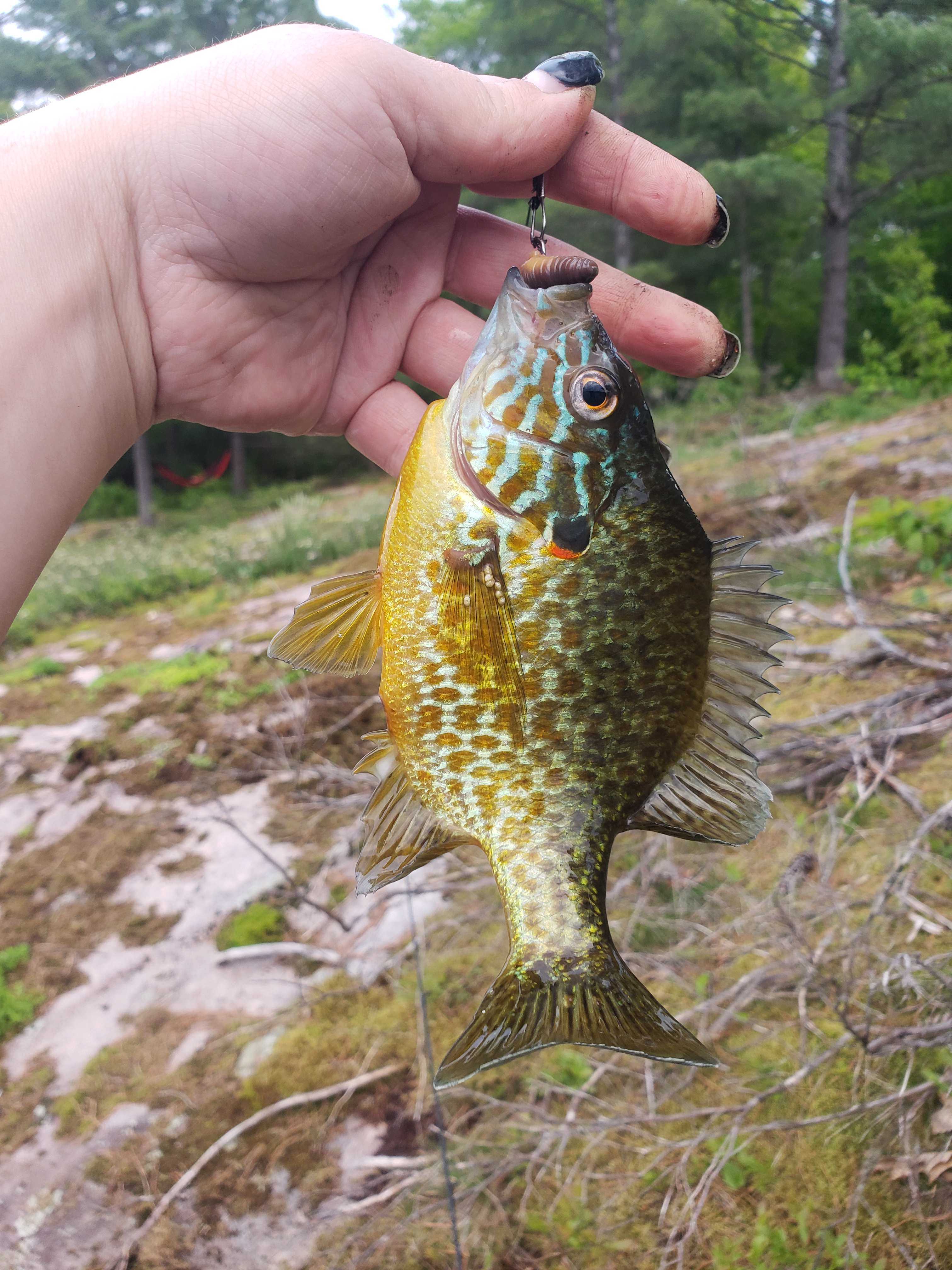 Sparrow Lake Camp