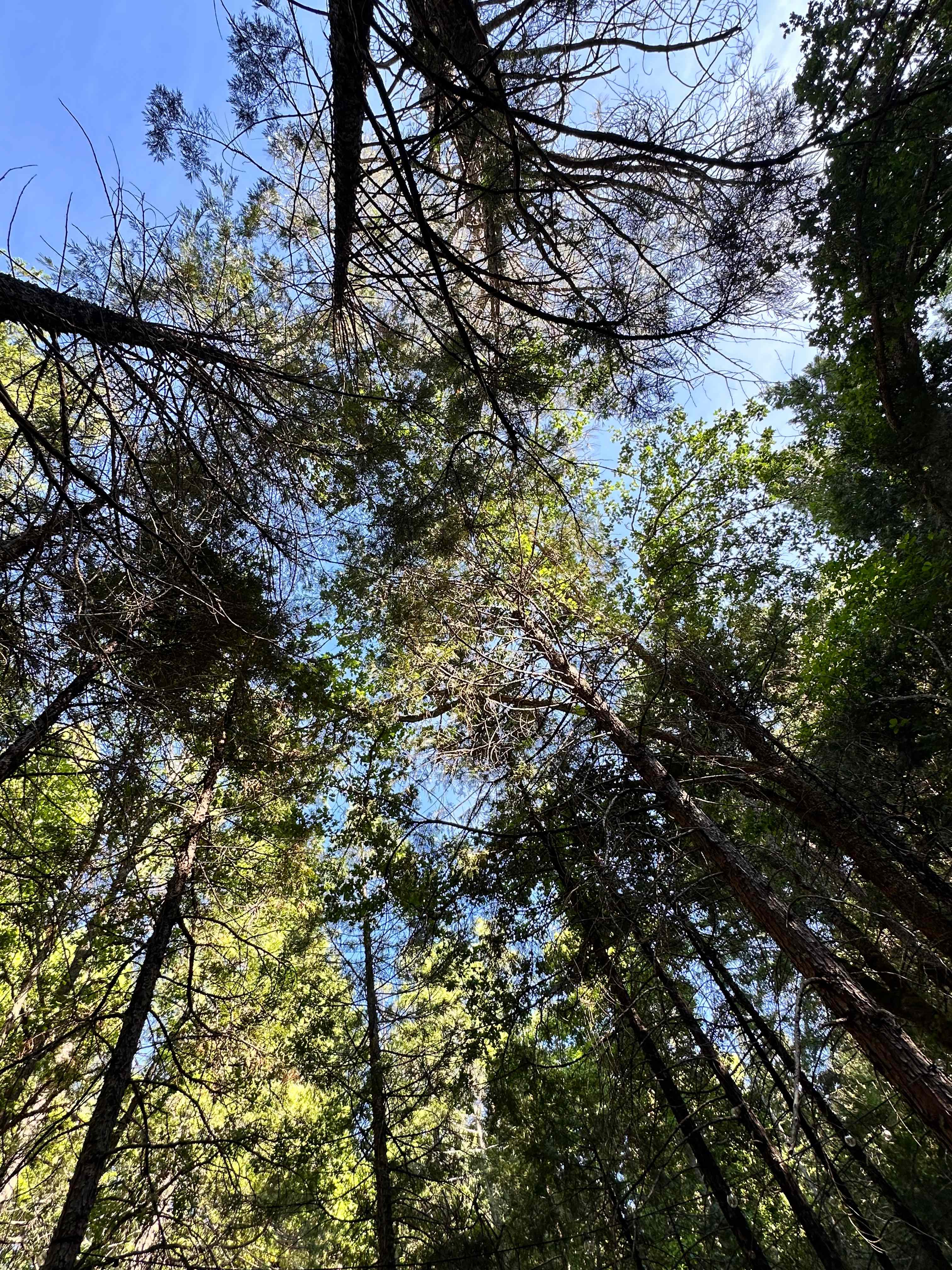 Radio Ranch Camp