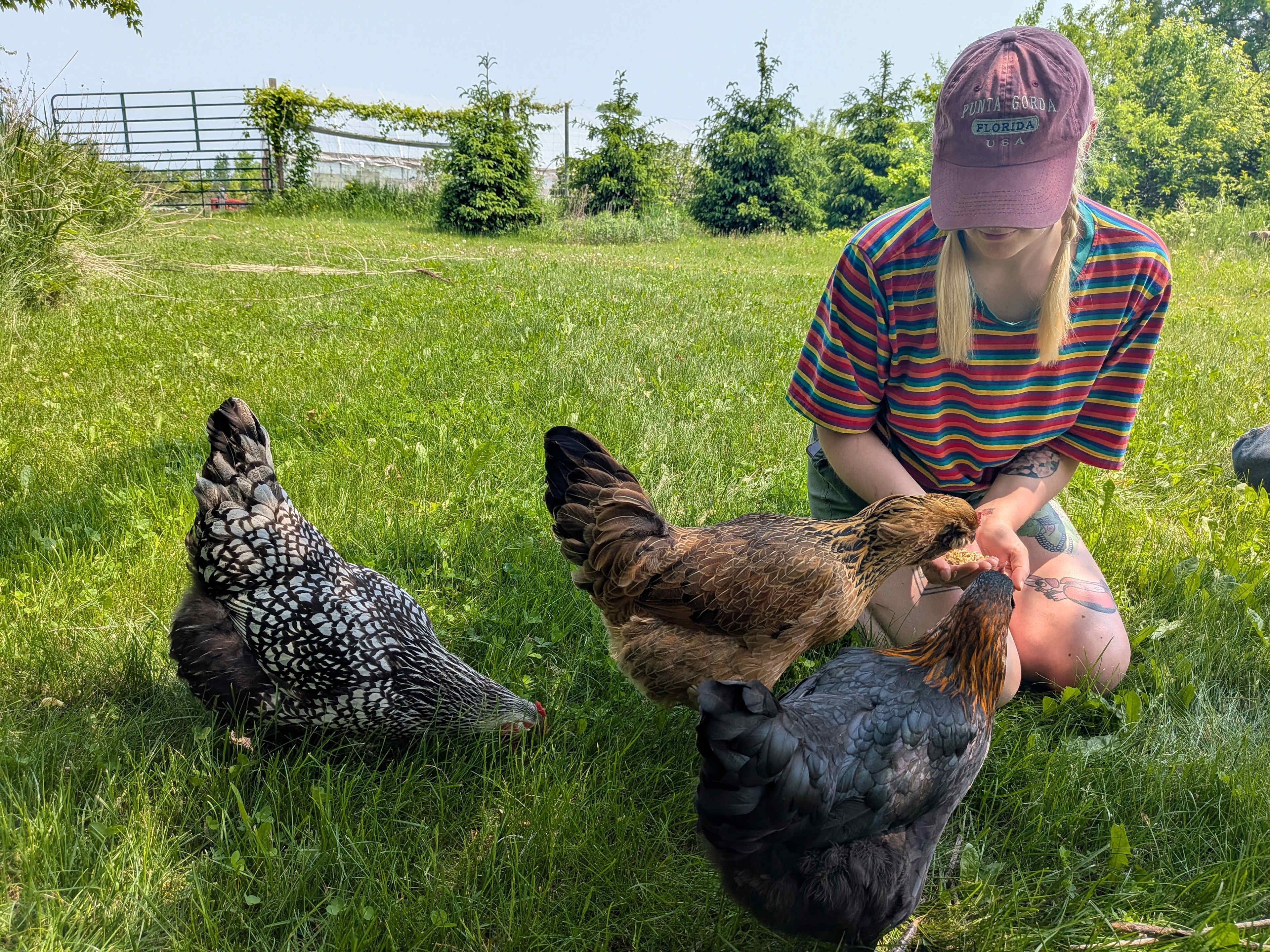 Meeting some chickens! Dan gave us feed for them and we even got to hold a few!