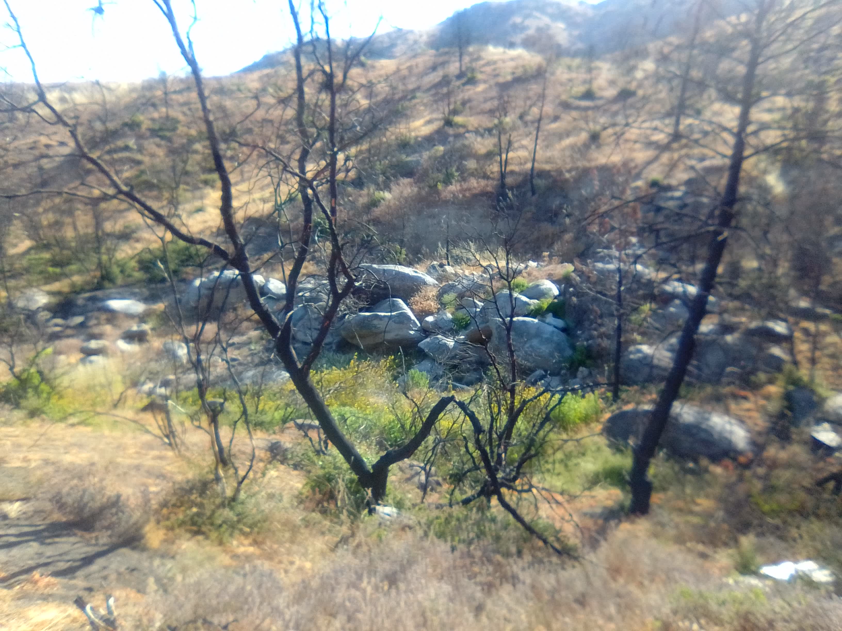 D-9 Eagle Rock