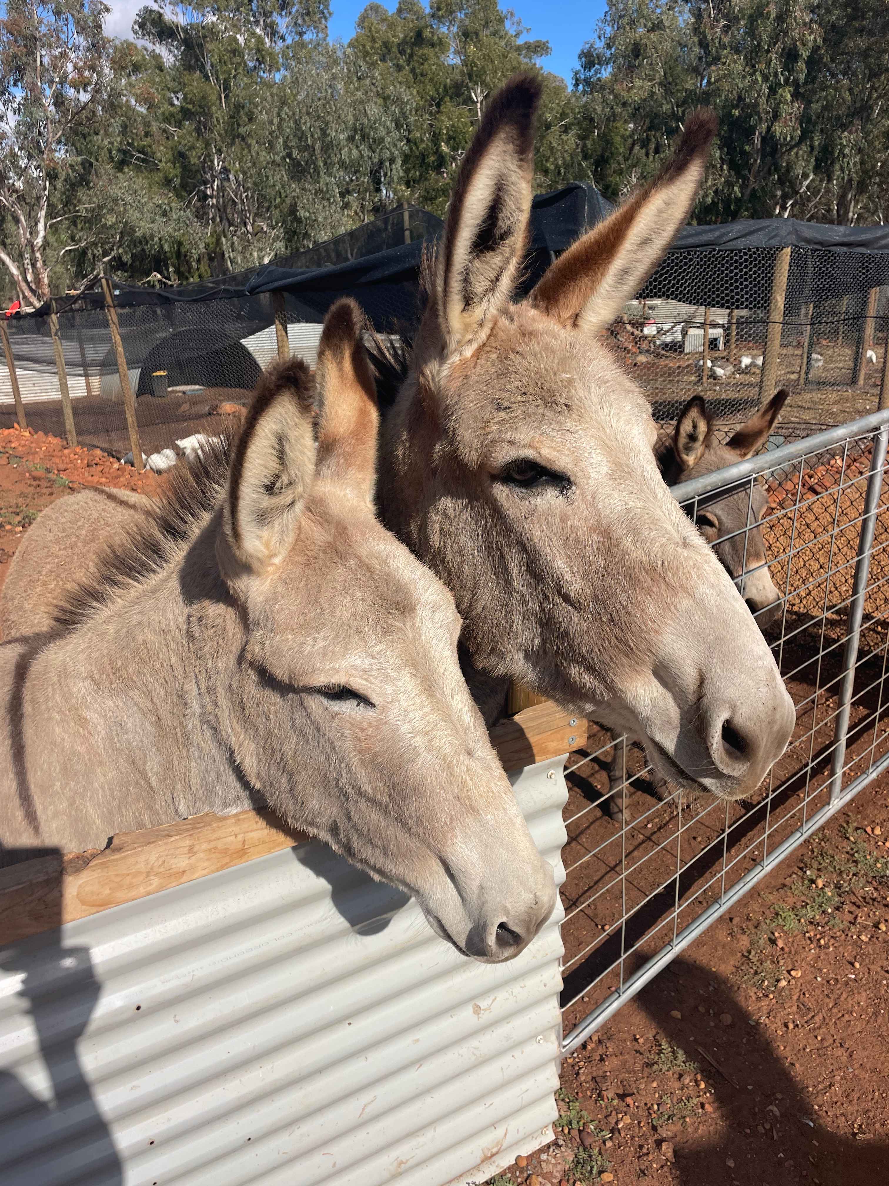 Sandalwood Downs  Farm Stay Toodyay