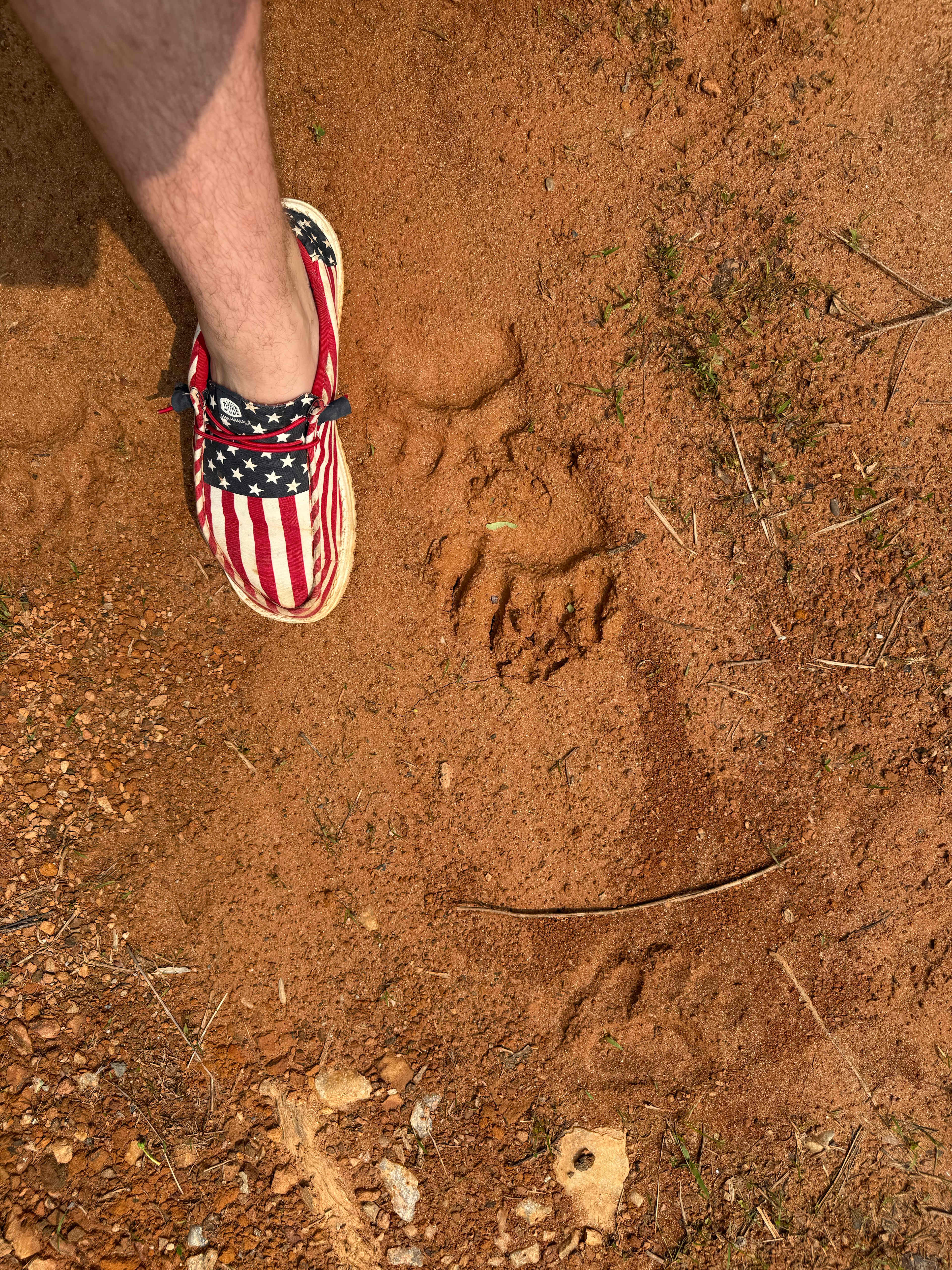 Nice bear print 