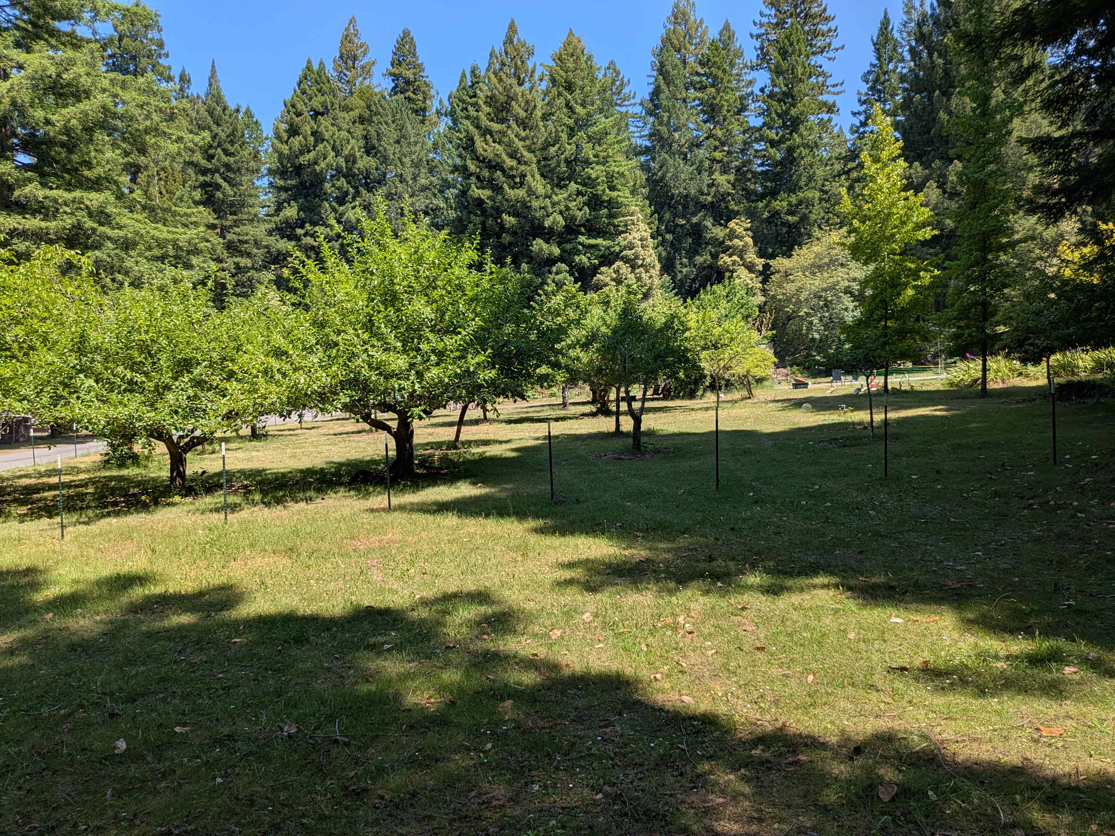 Fruit and nut orchard