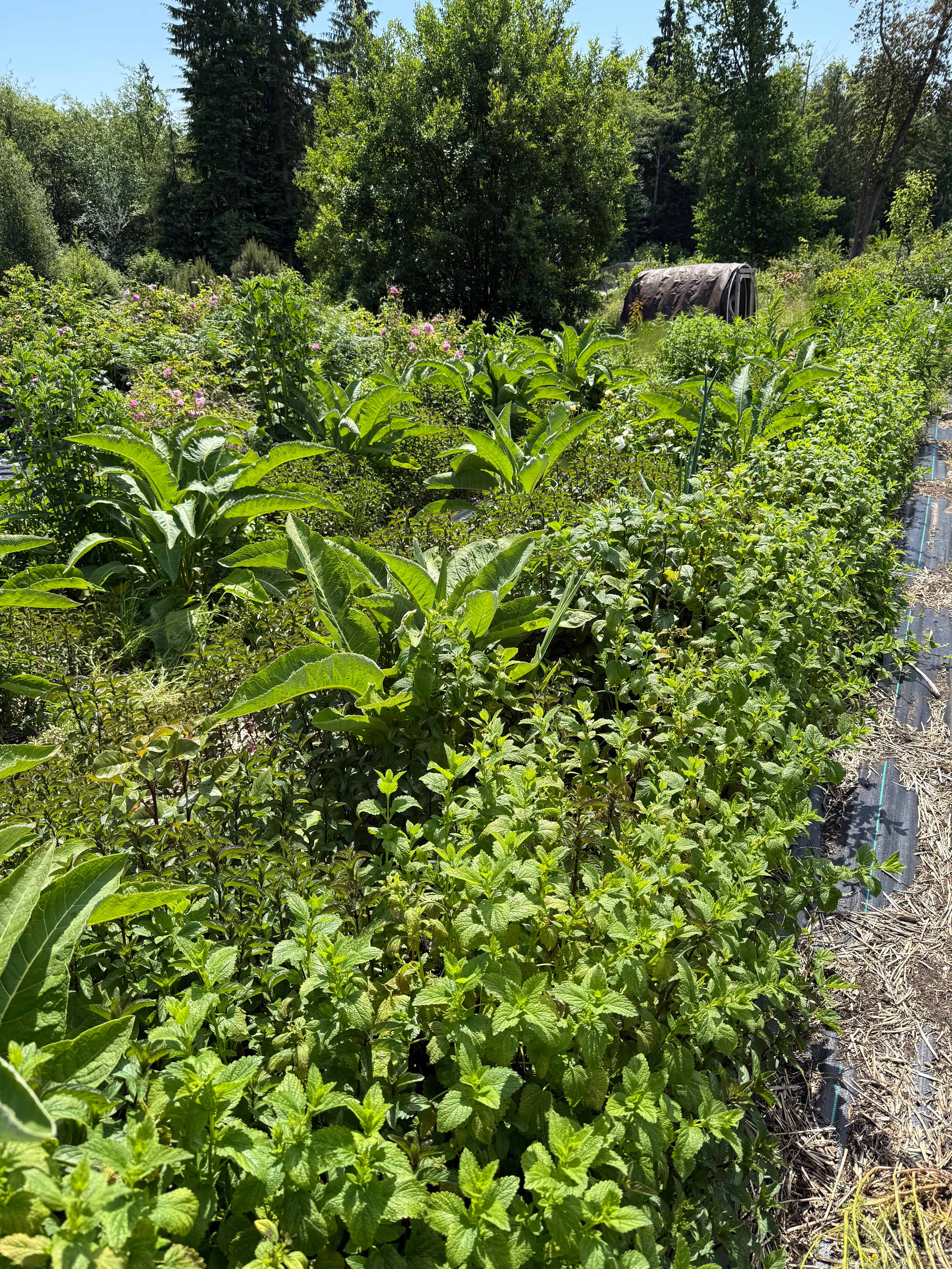 Orchard Botanicals Farm Stay