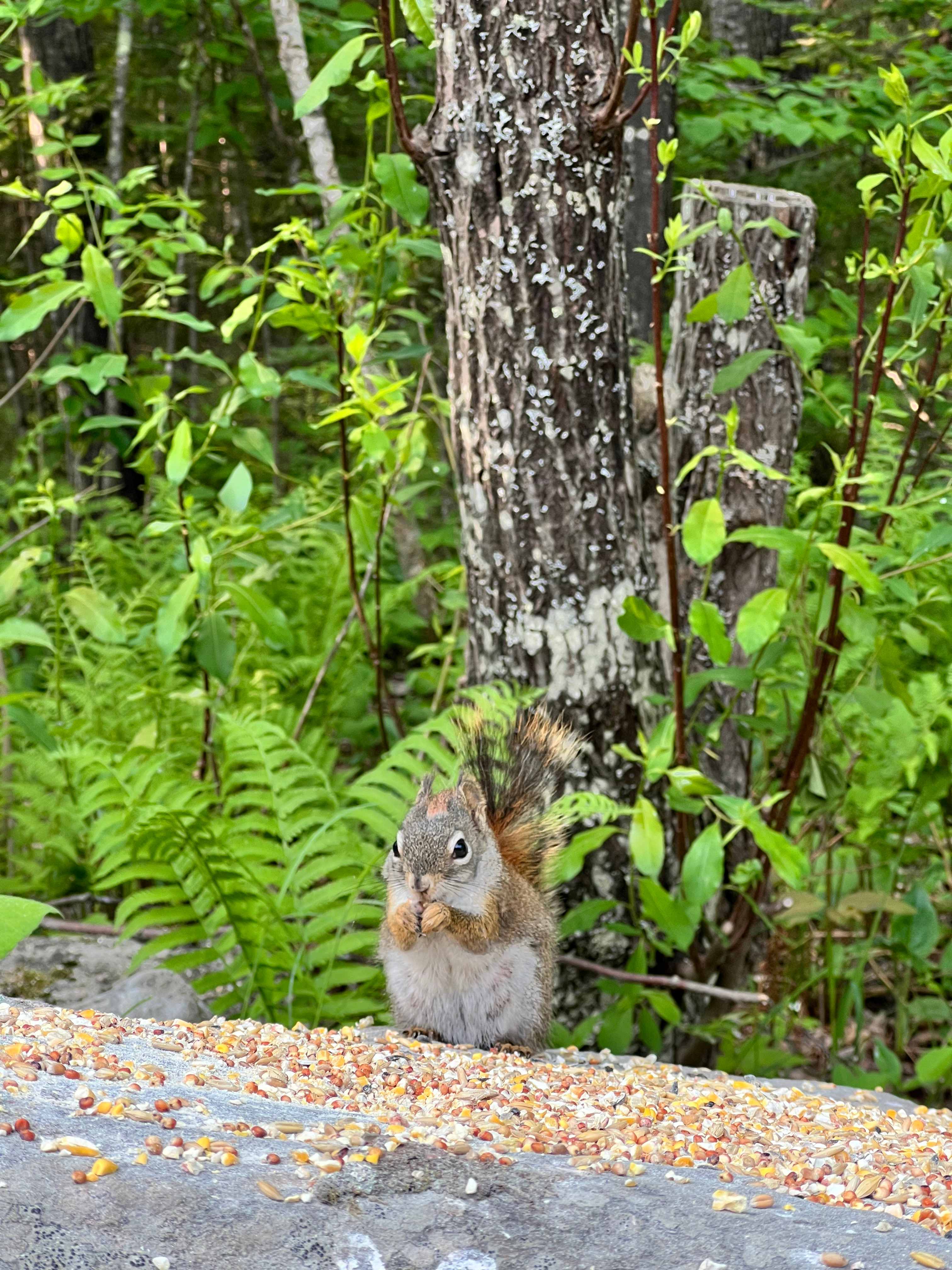 Camp Mascot: Beeper the Squirrel 