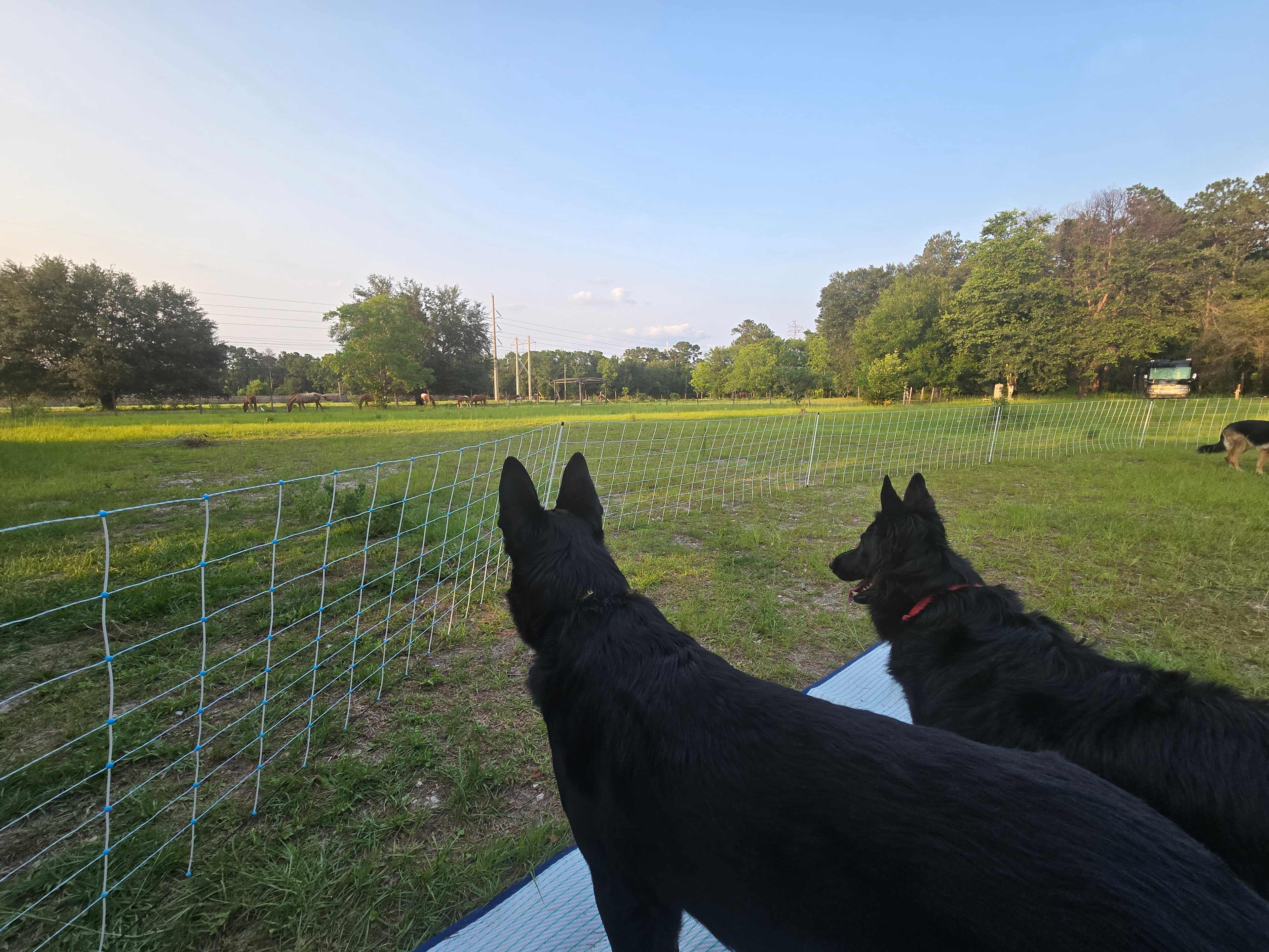 2 of our pups watching the horses
