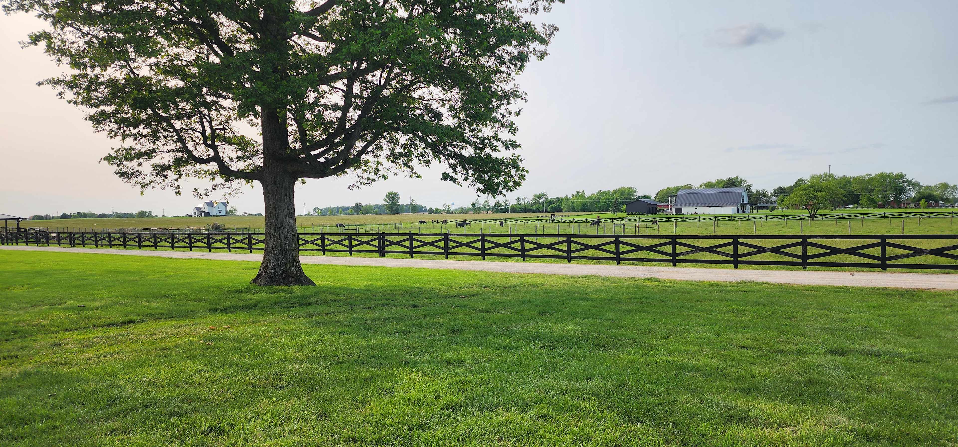 Orchard View Farm & Show Cattle