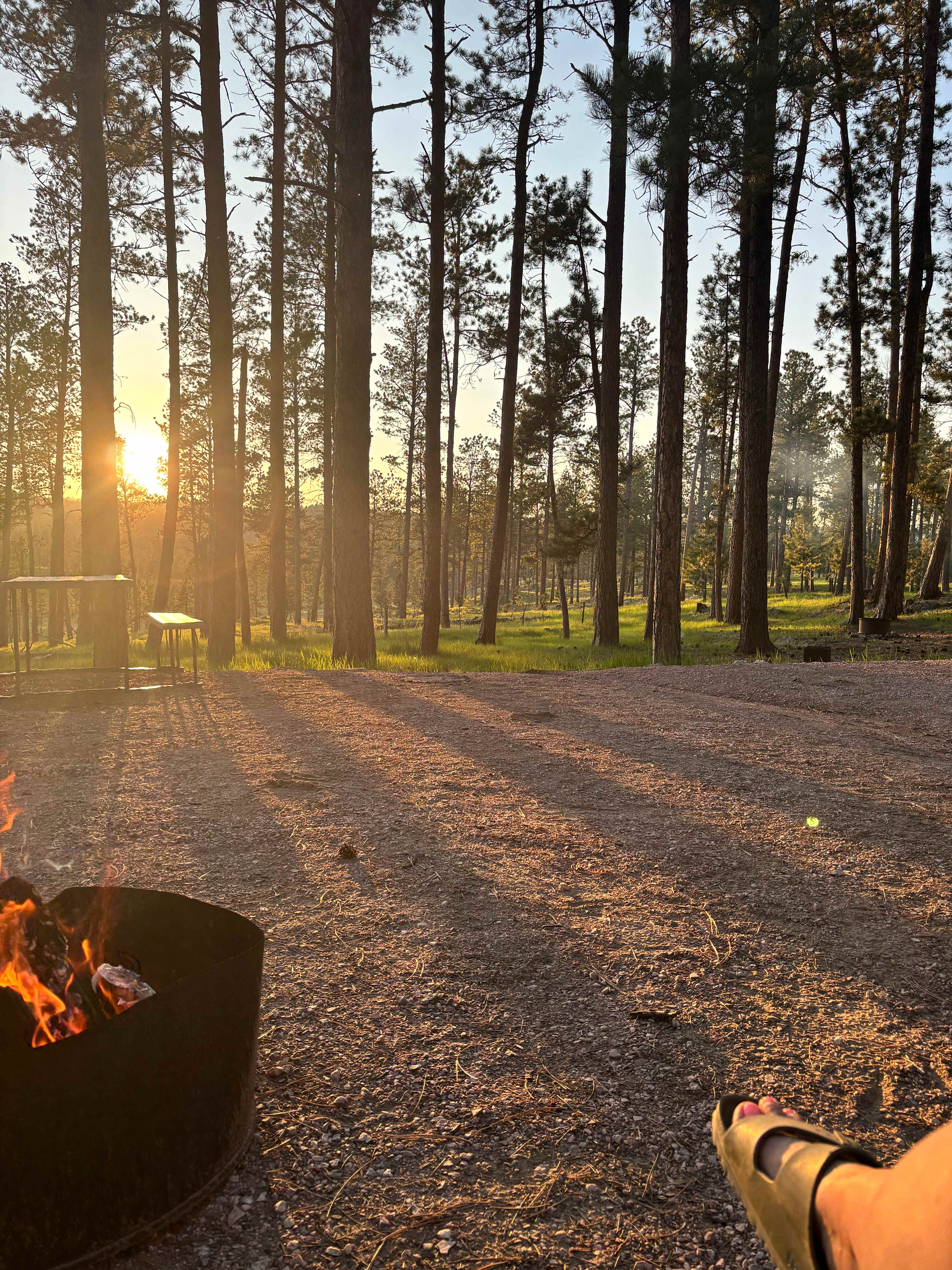 Tent camping near a pine forest