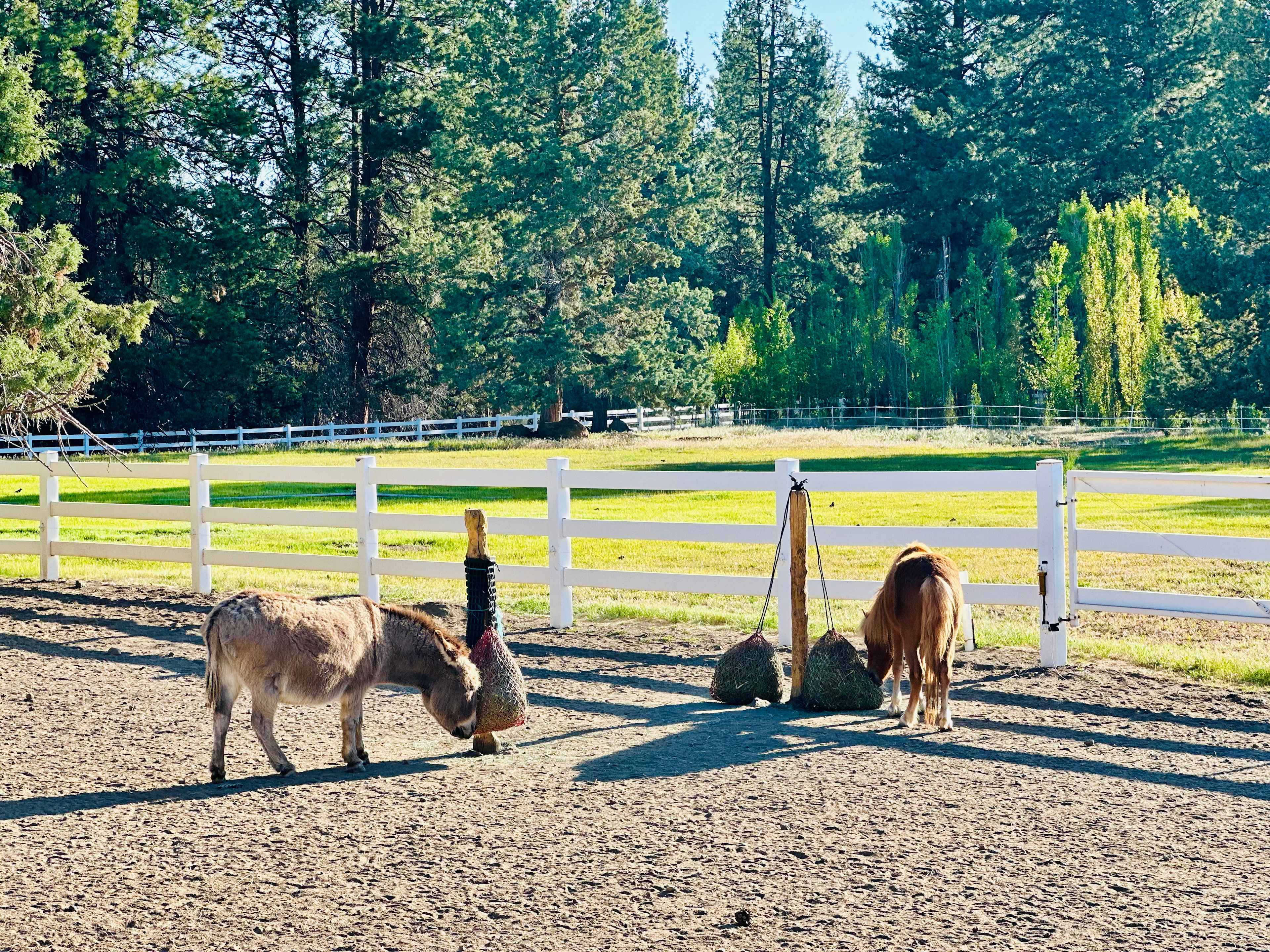 Rags To Rescues Sanctuary