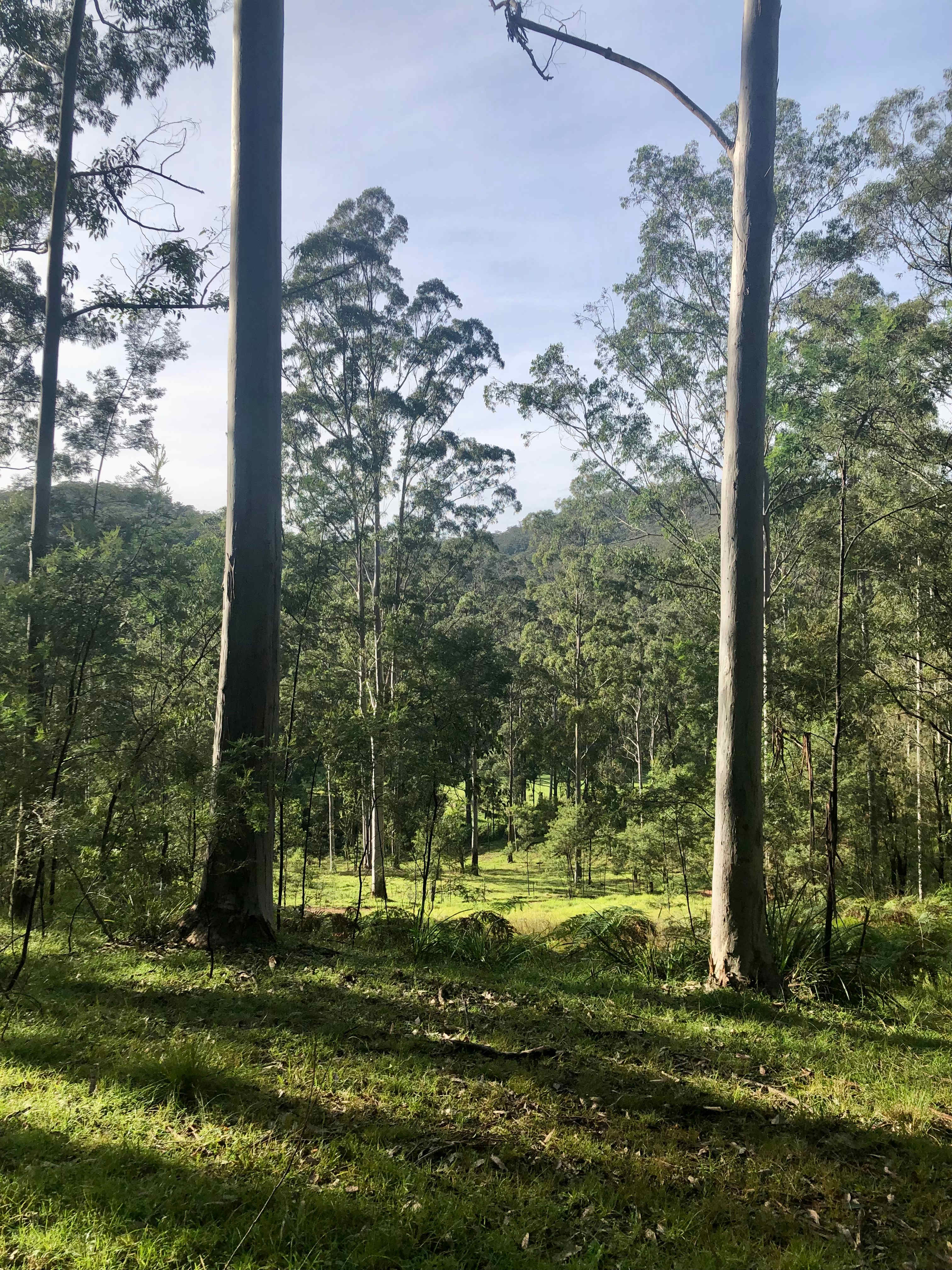 Tanglewood Bush Camp - Putty Valley