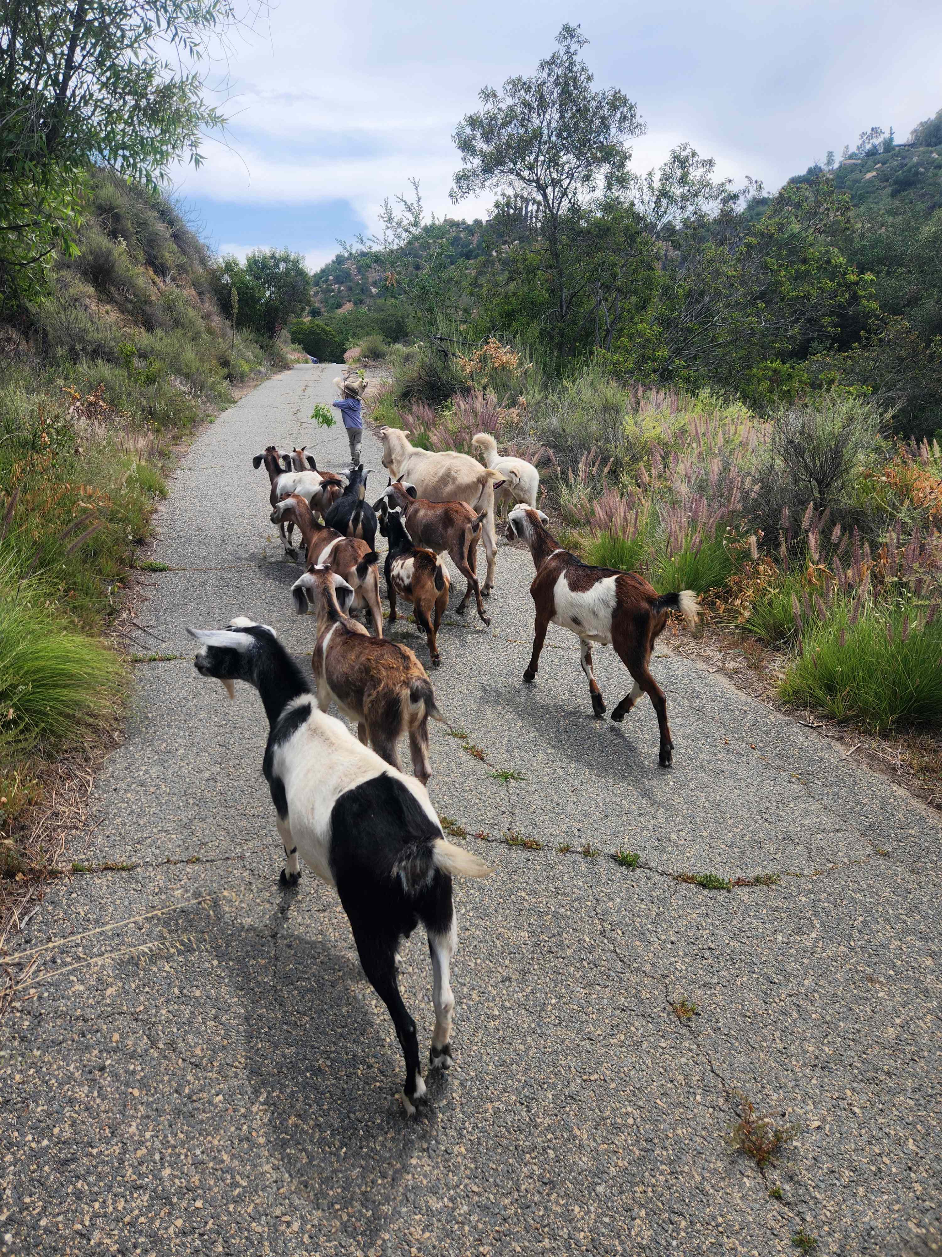 Secluded De Luz Goat Ranch
