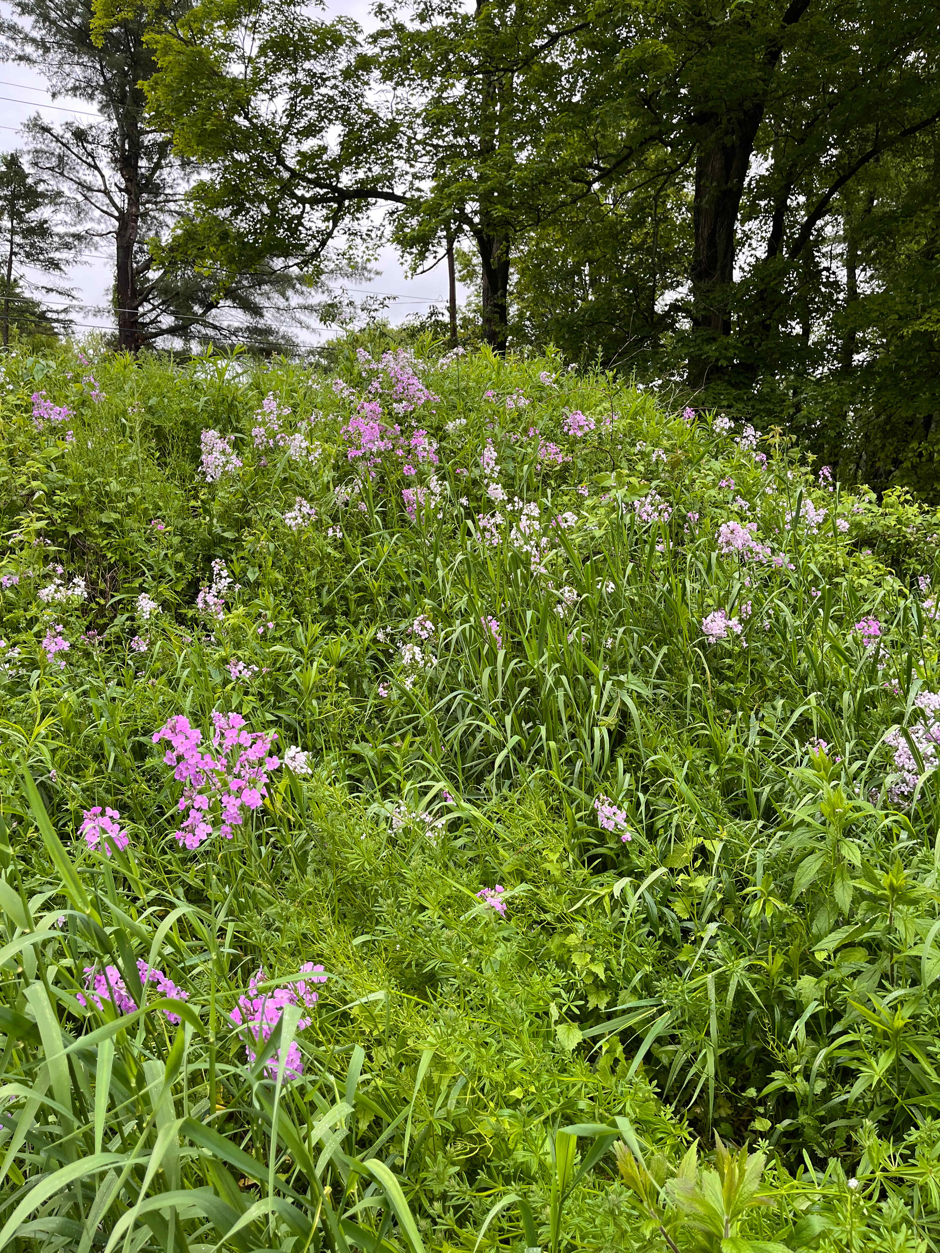Cascadilla Meadow