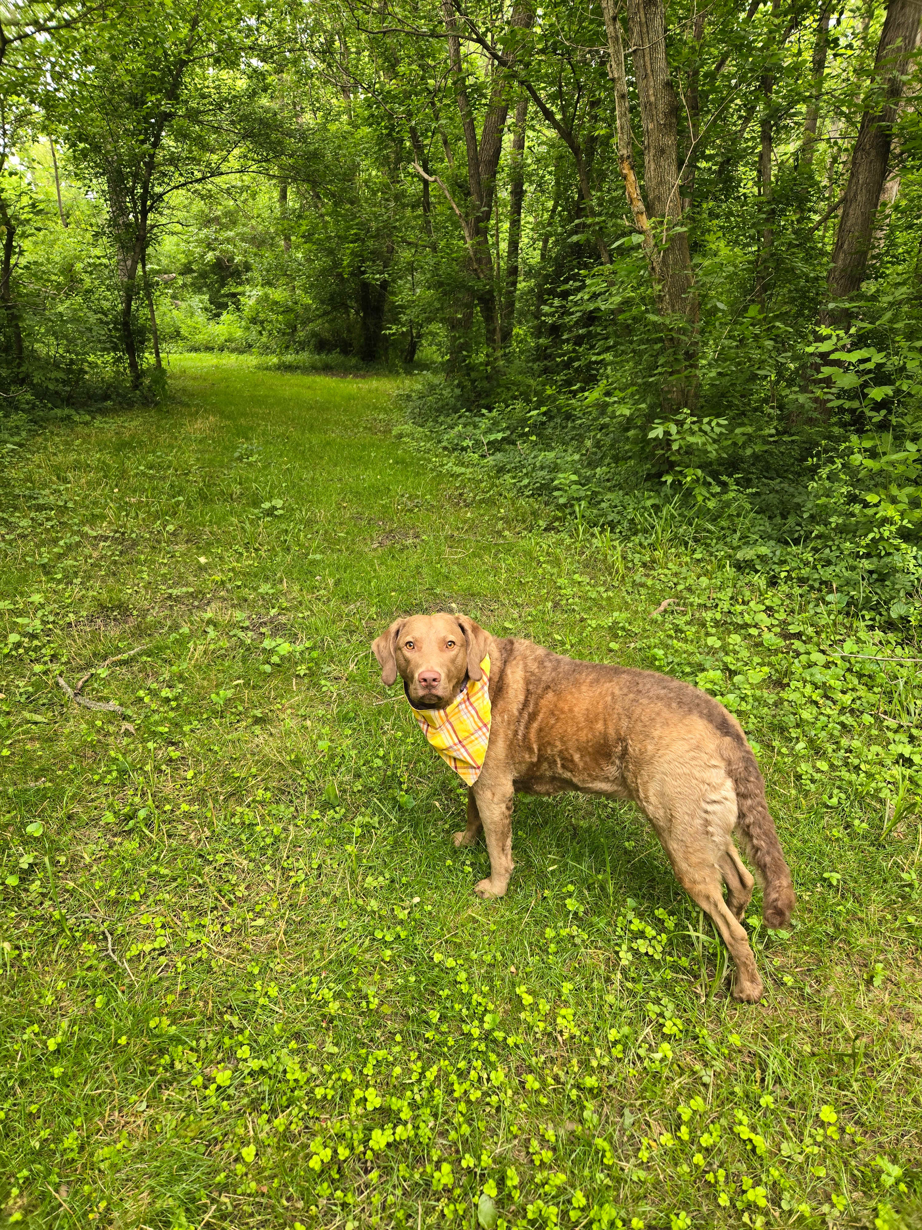 Stevie on one of many trails