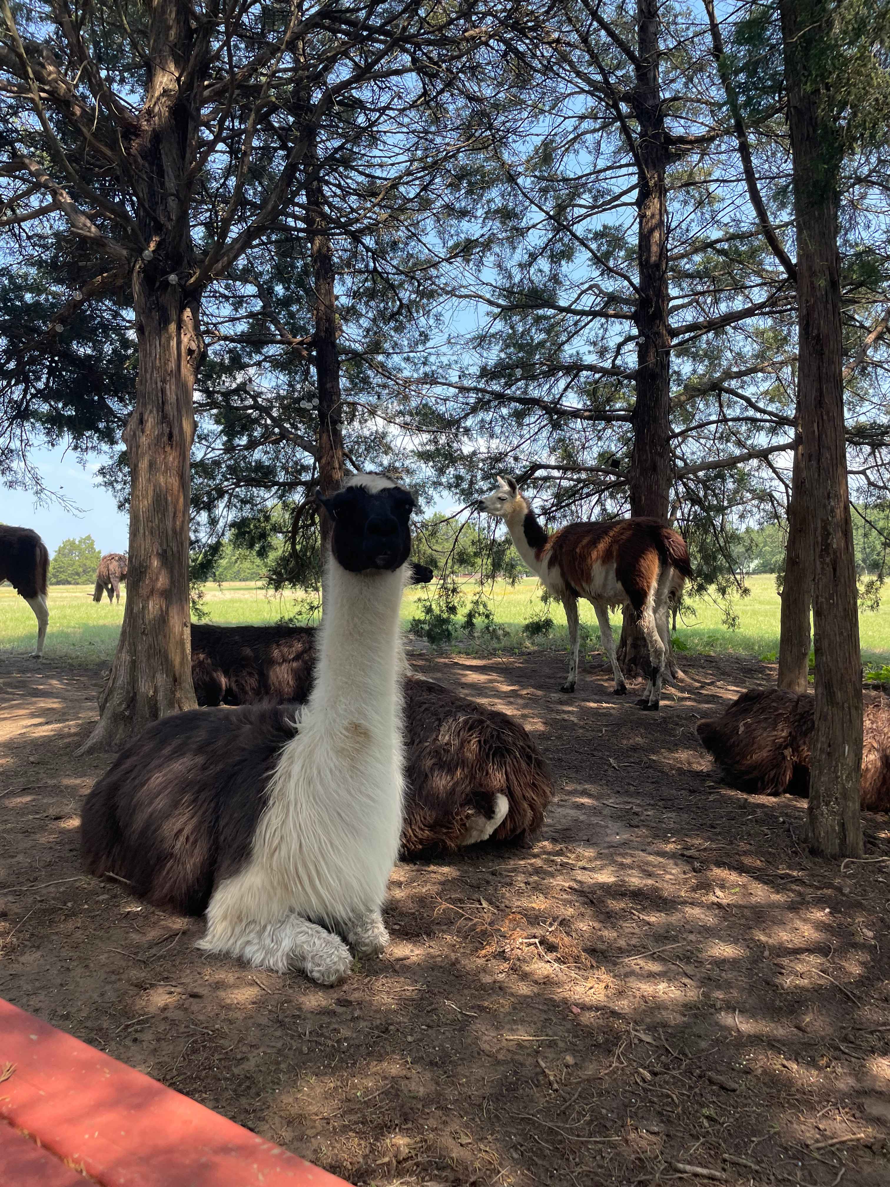 Llama Land Ranch