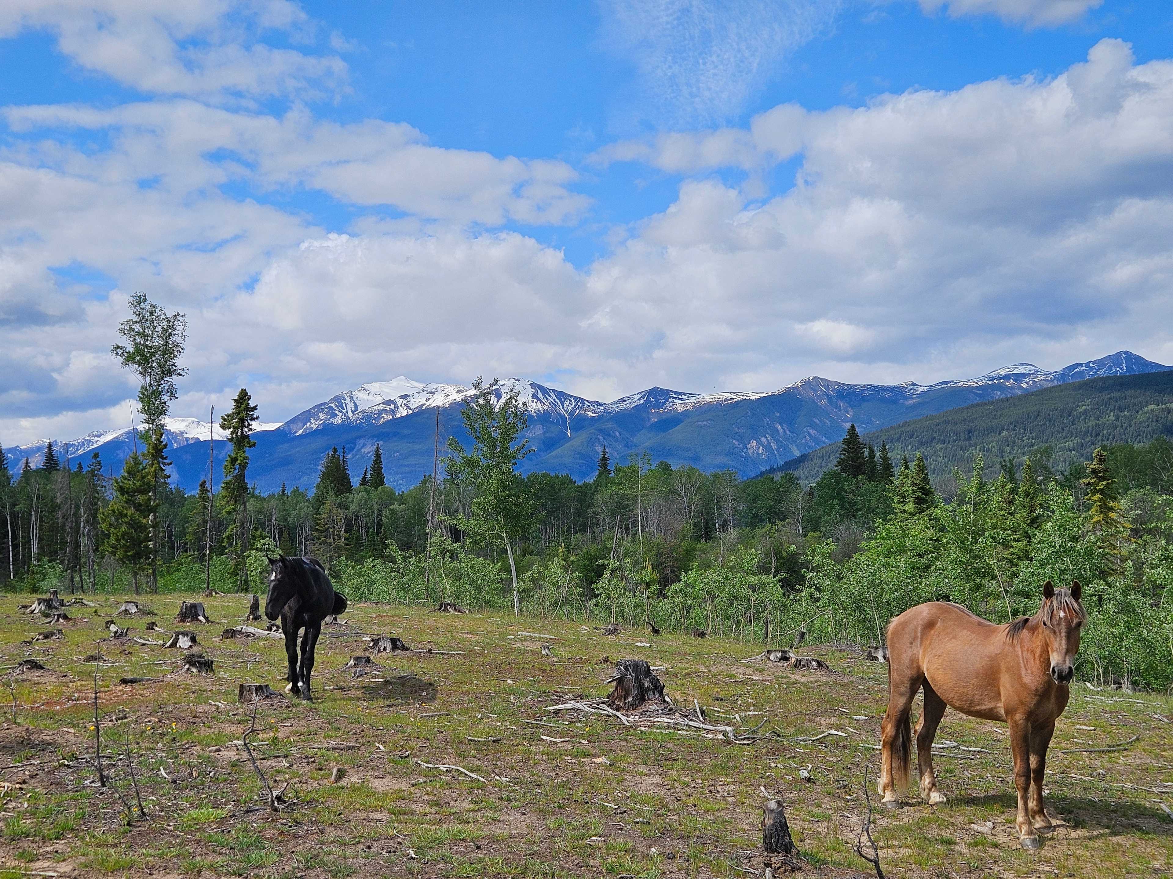 Fuzzy Buddy Ranch