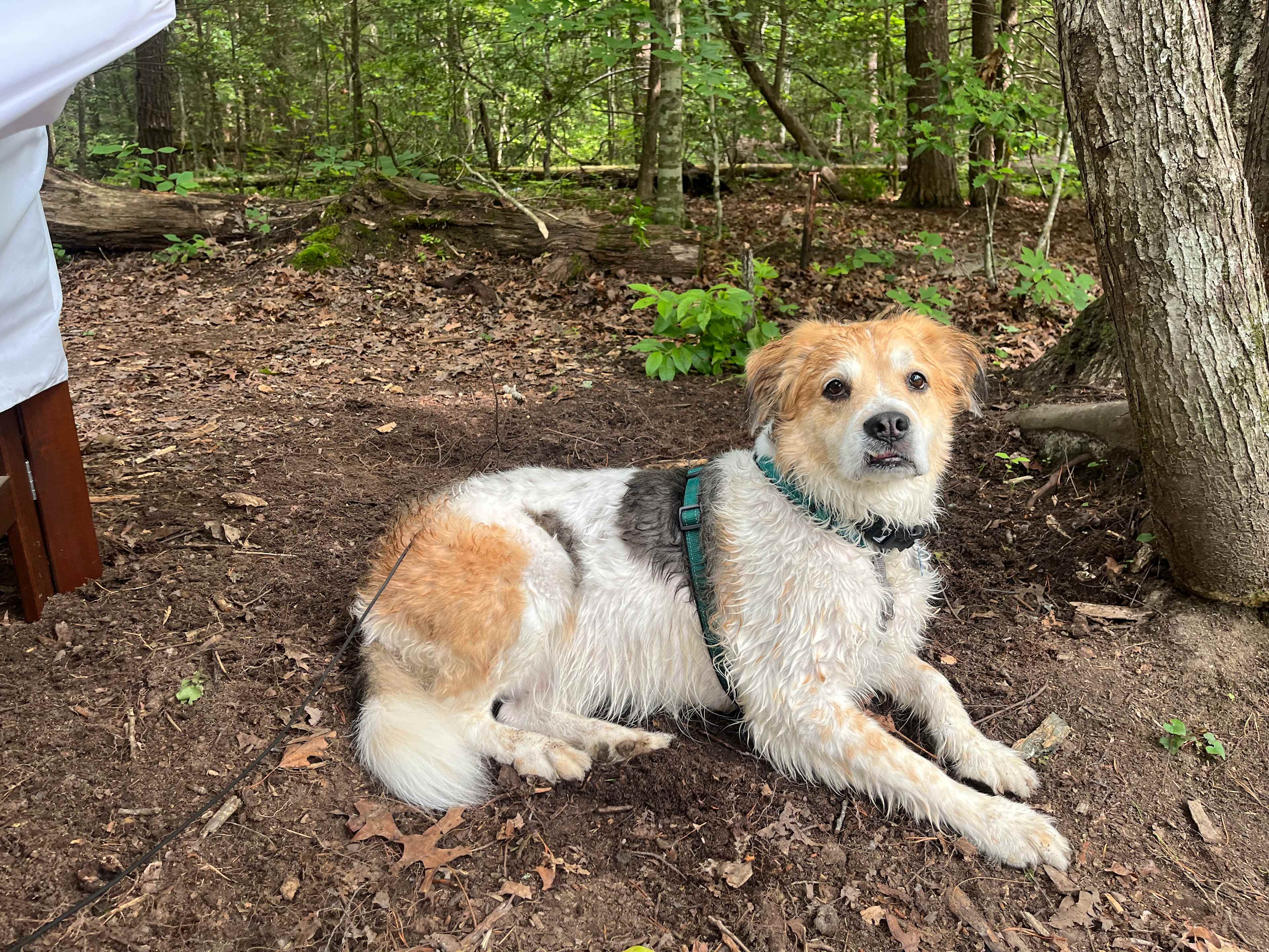 Greeter Falls Campground