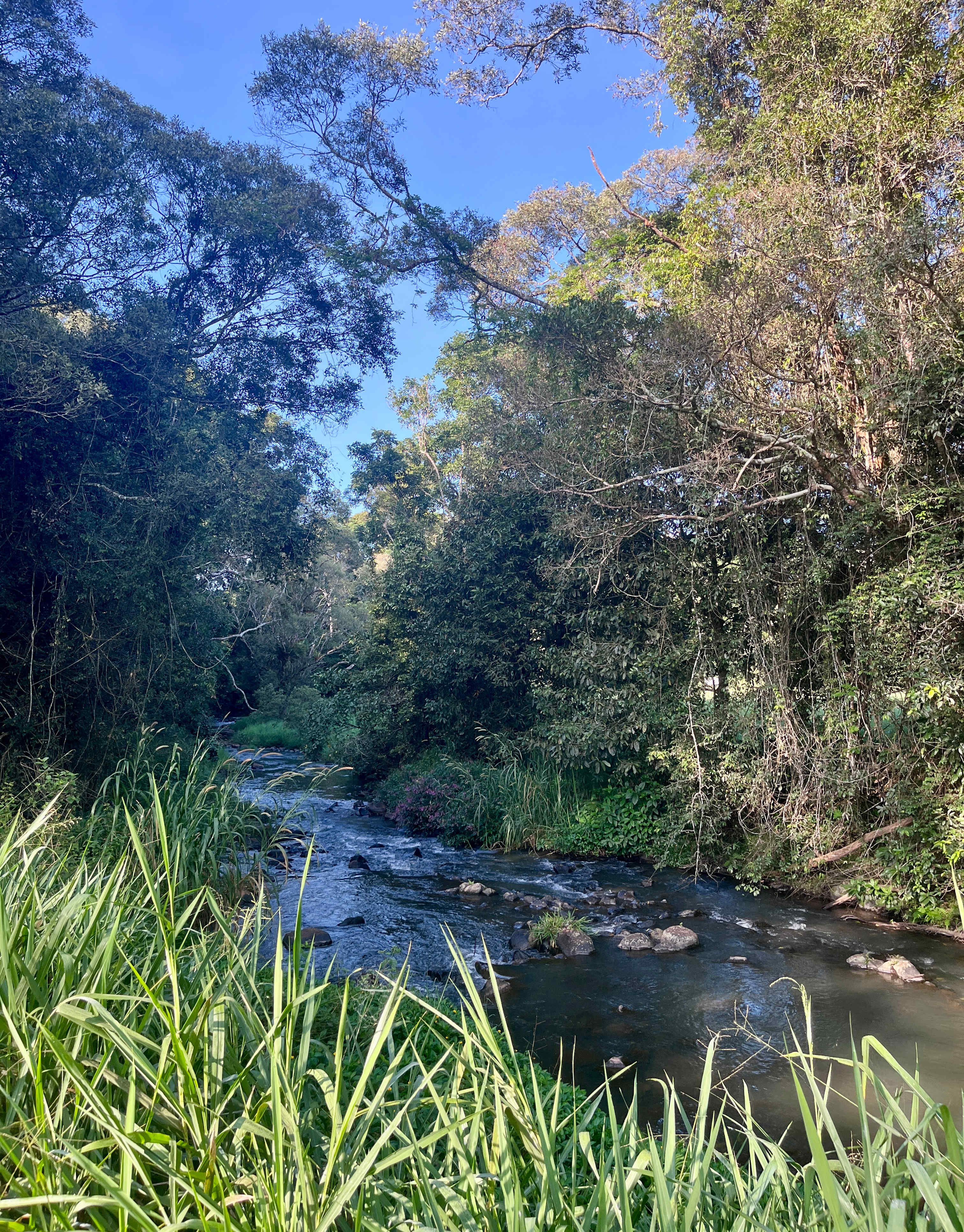Malanda Stream Private Camping.
