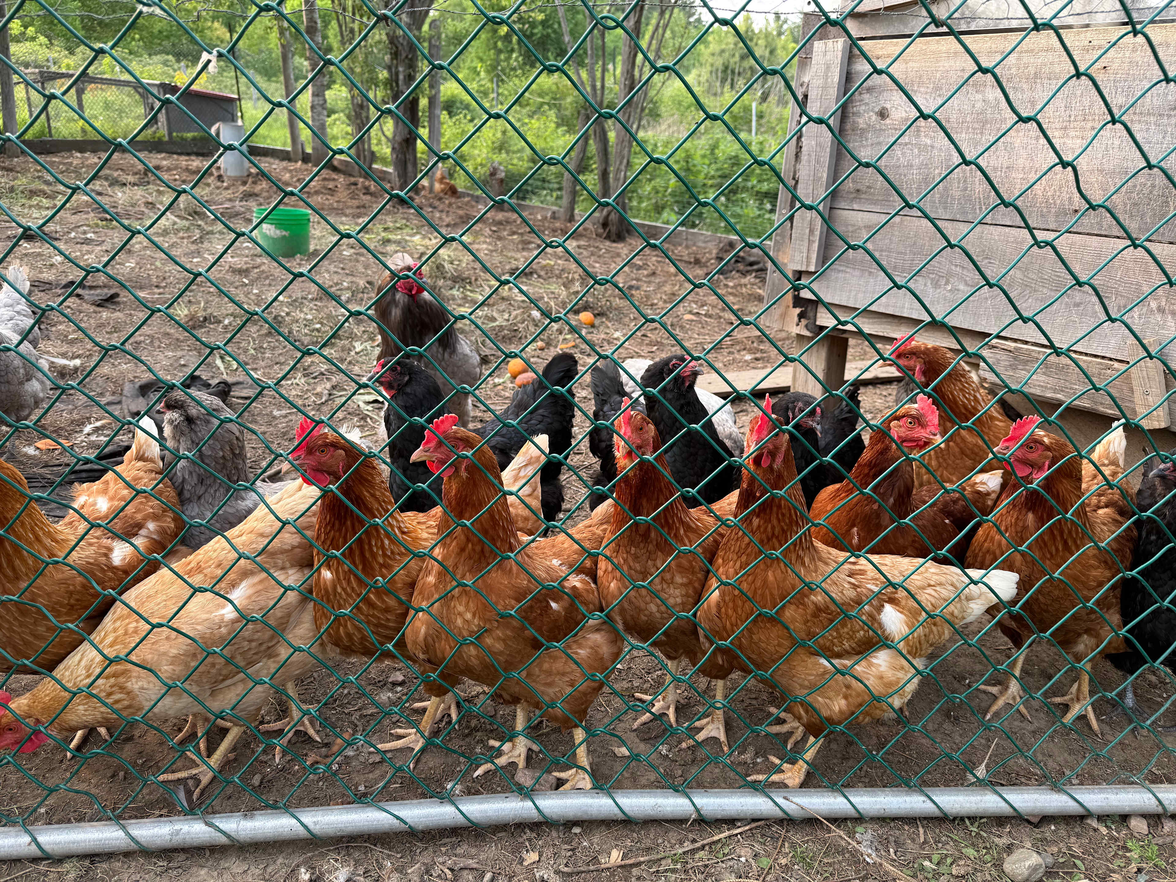 Cute chickens that followed me in a herd by the fence.