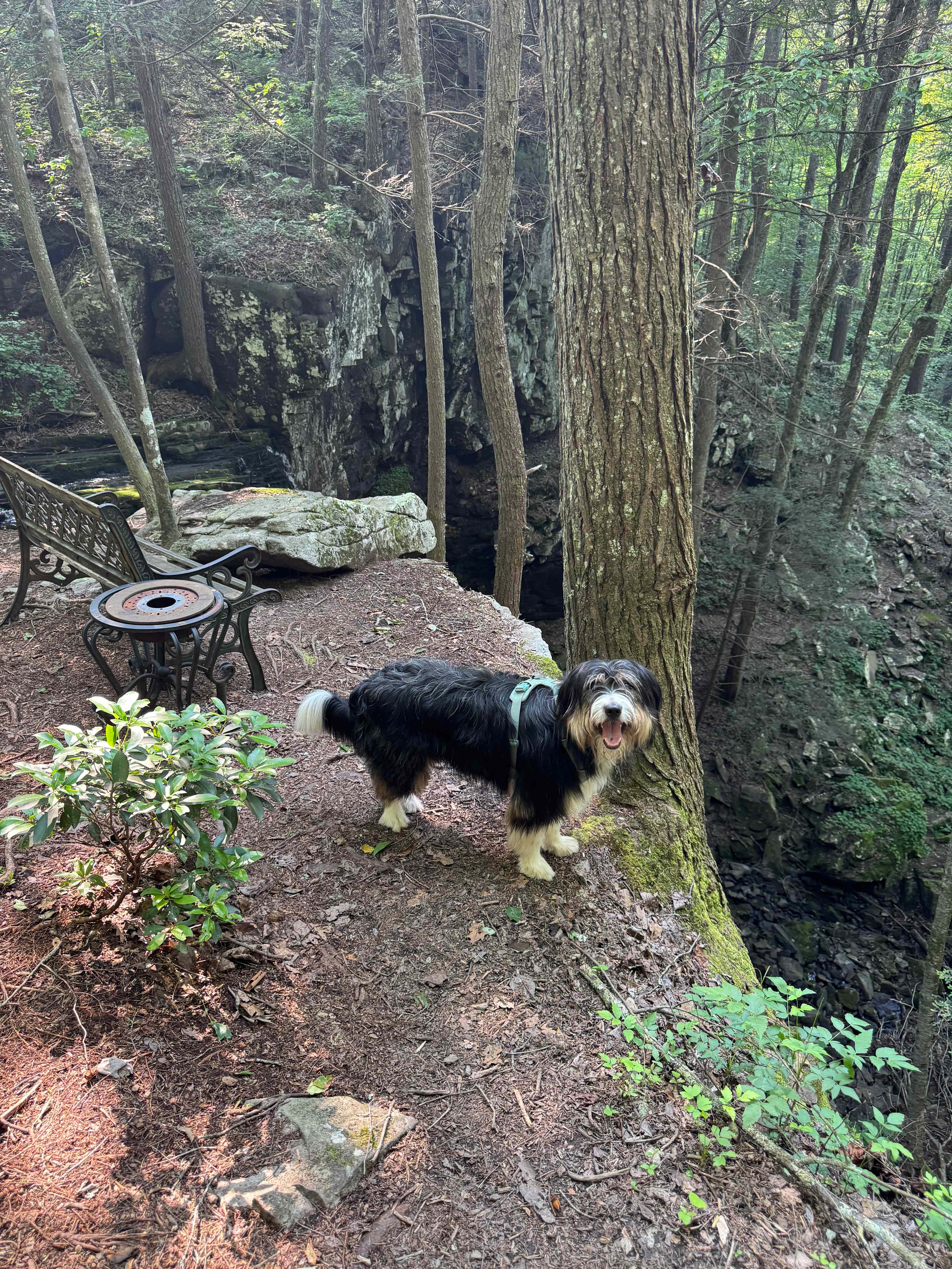 Above the falls 