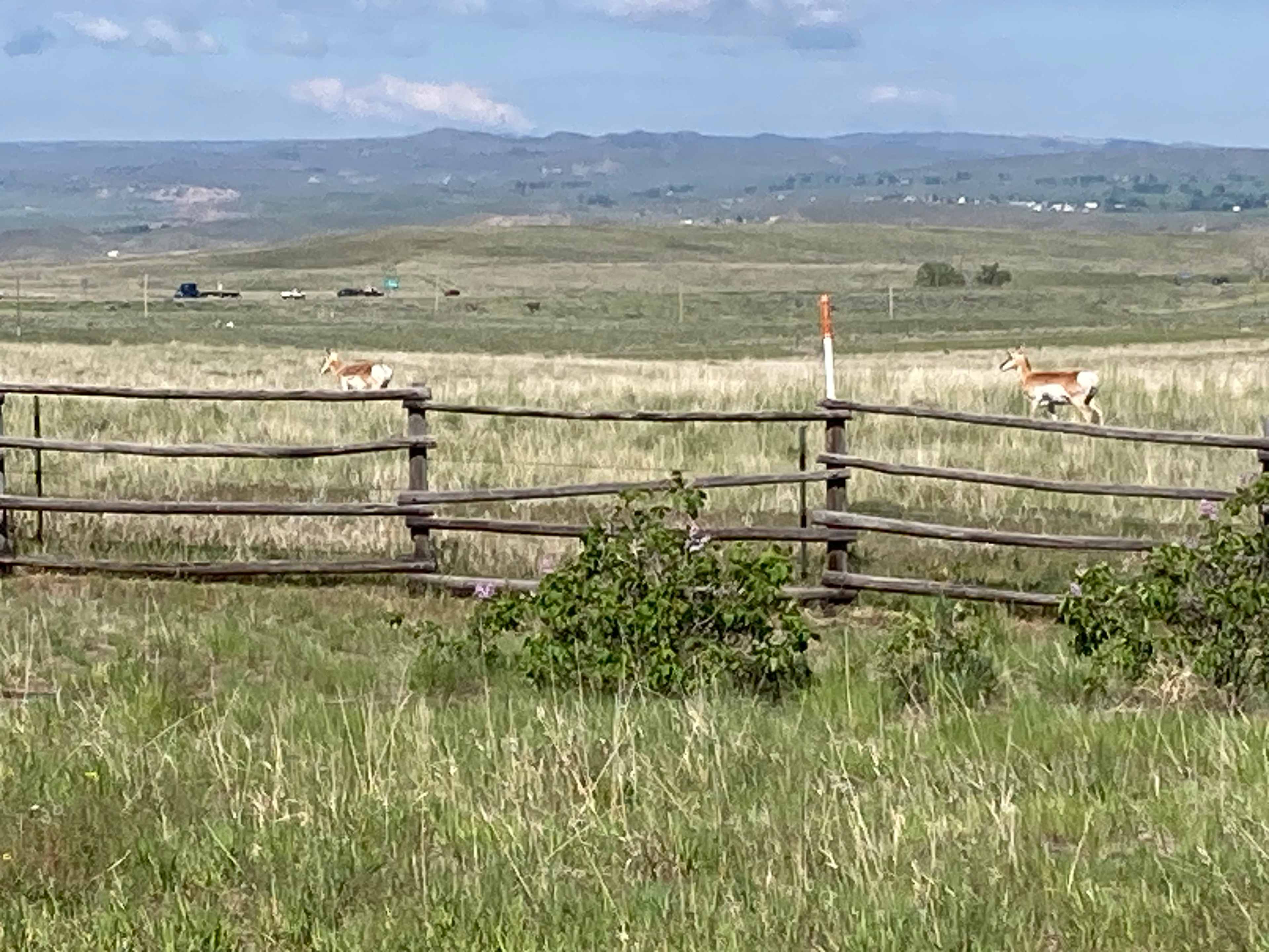 Backyard view-with pronghorn deer roaming freely next door