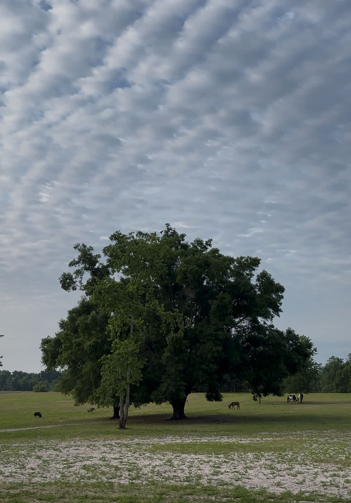 Big Oak Farm  Dog And Horse Camping