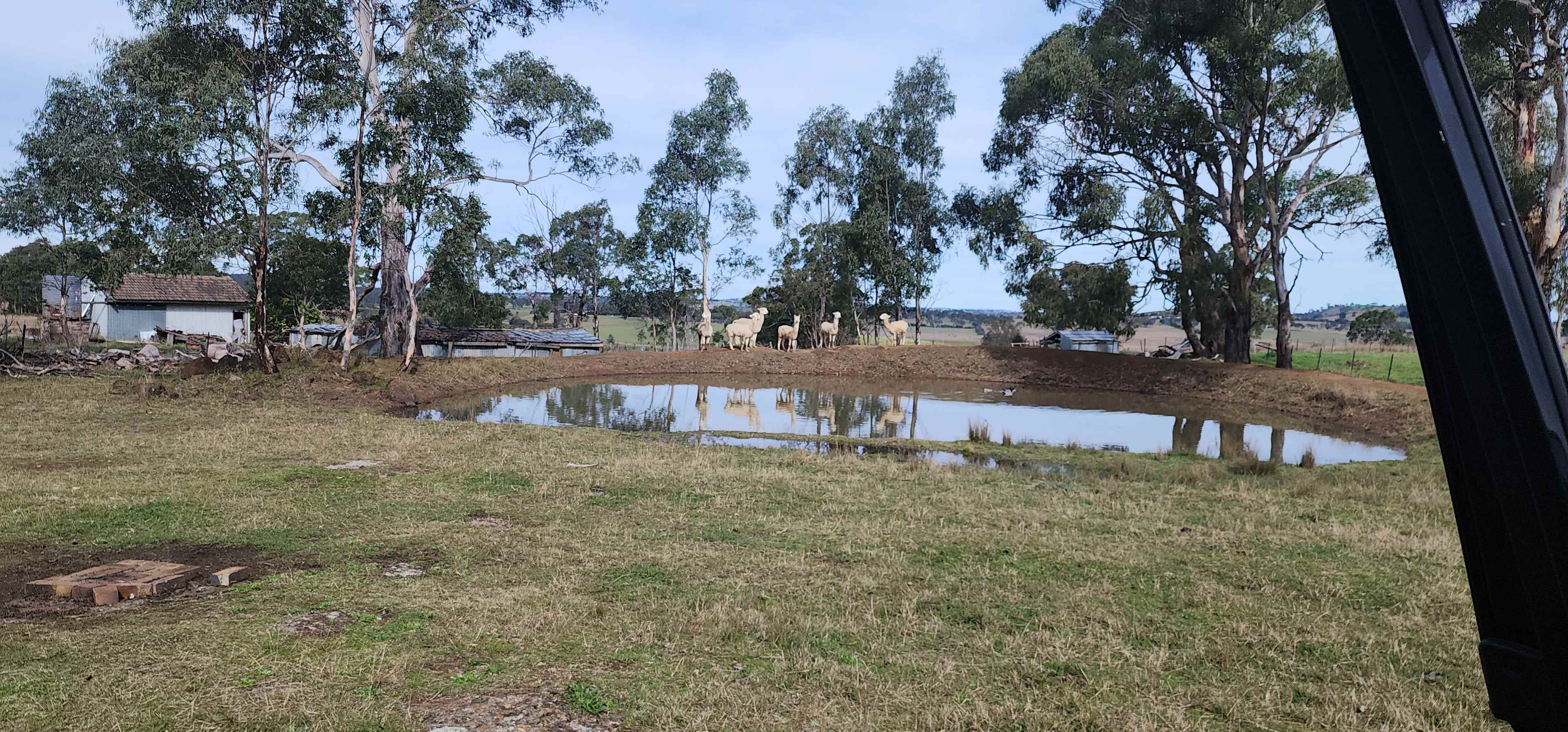 Our greeting party of alpacas