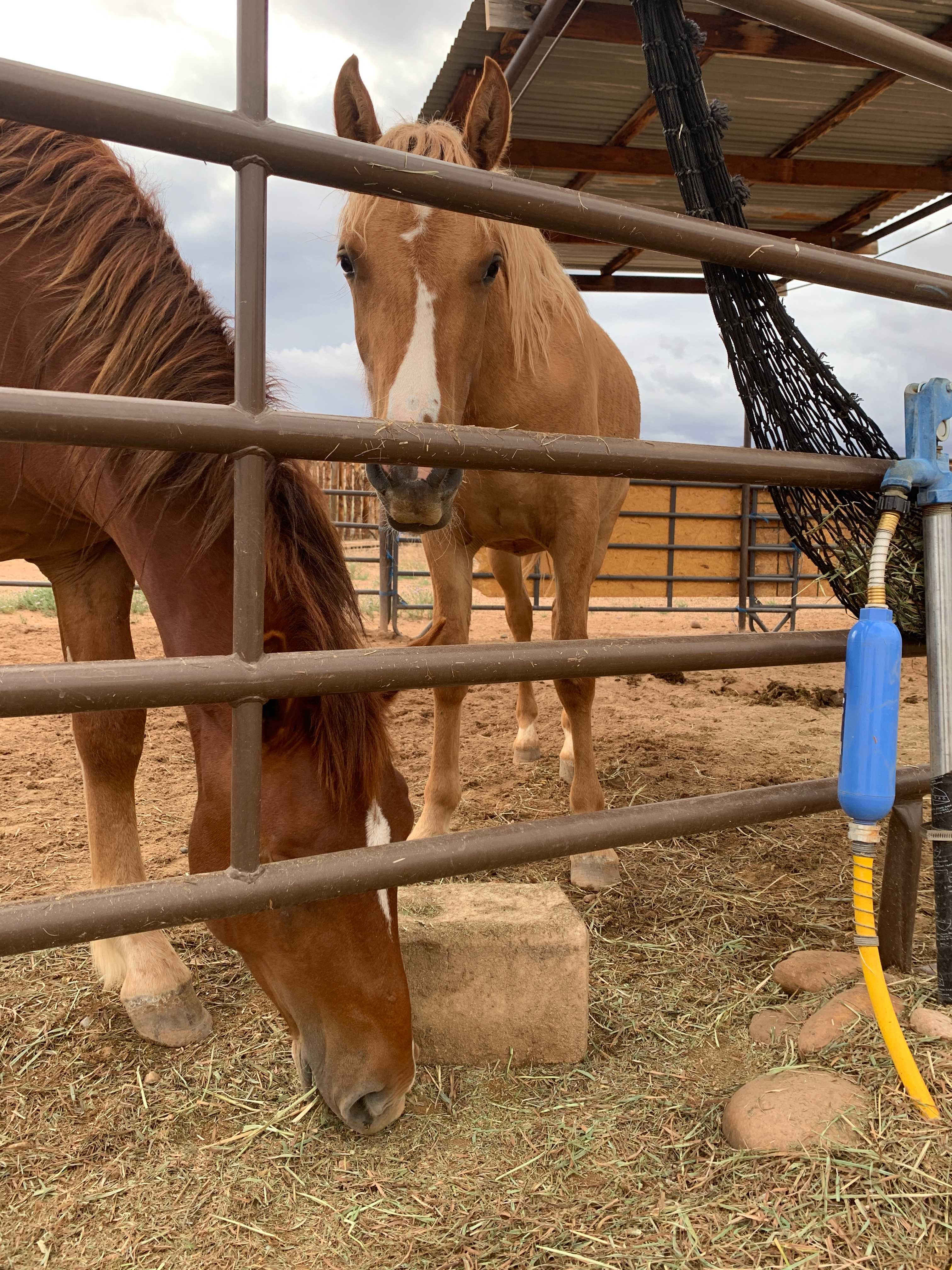 Leo, male mustache horse rescue with his friend. 