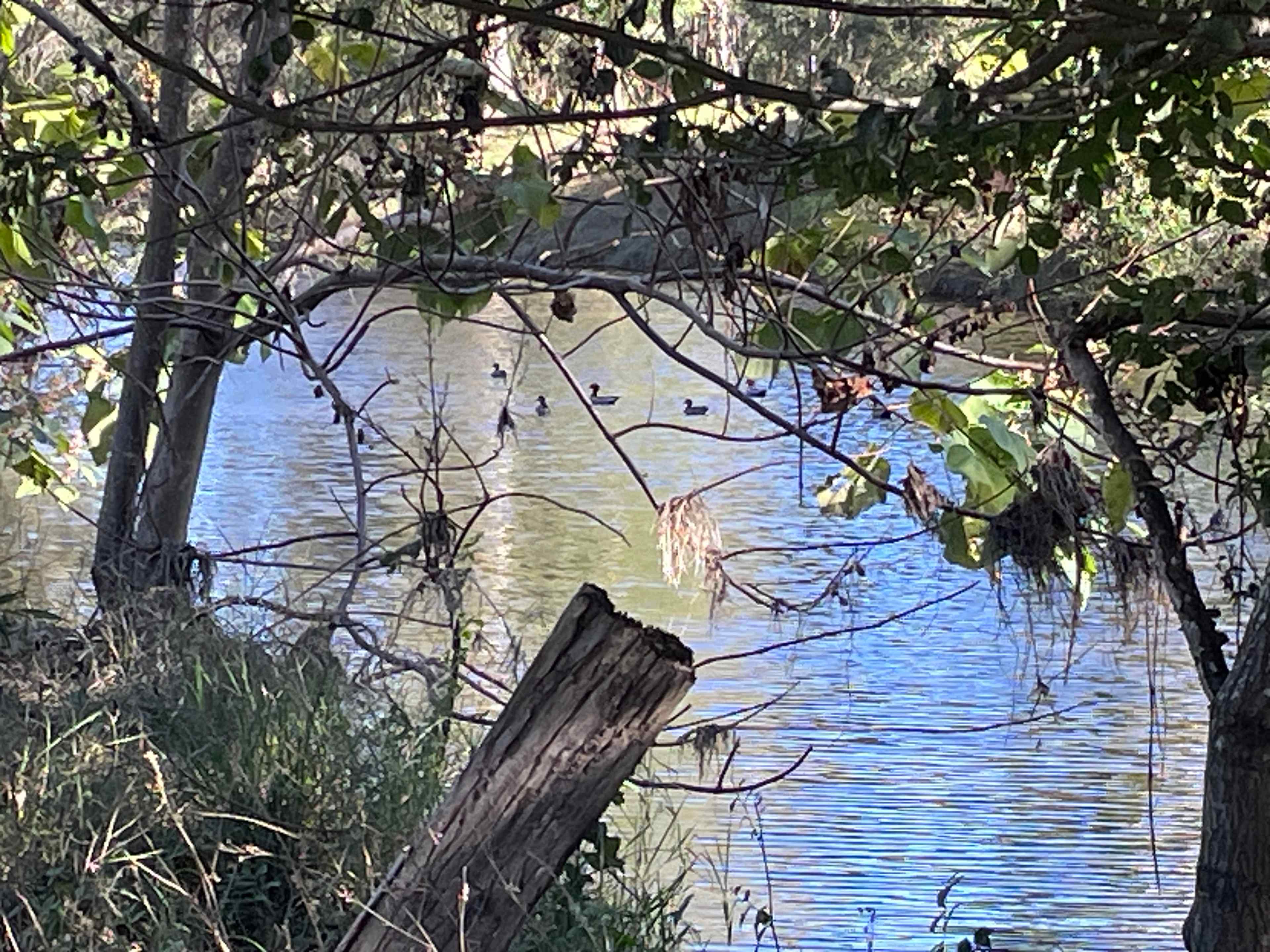 Camp By The Billabong