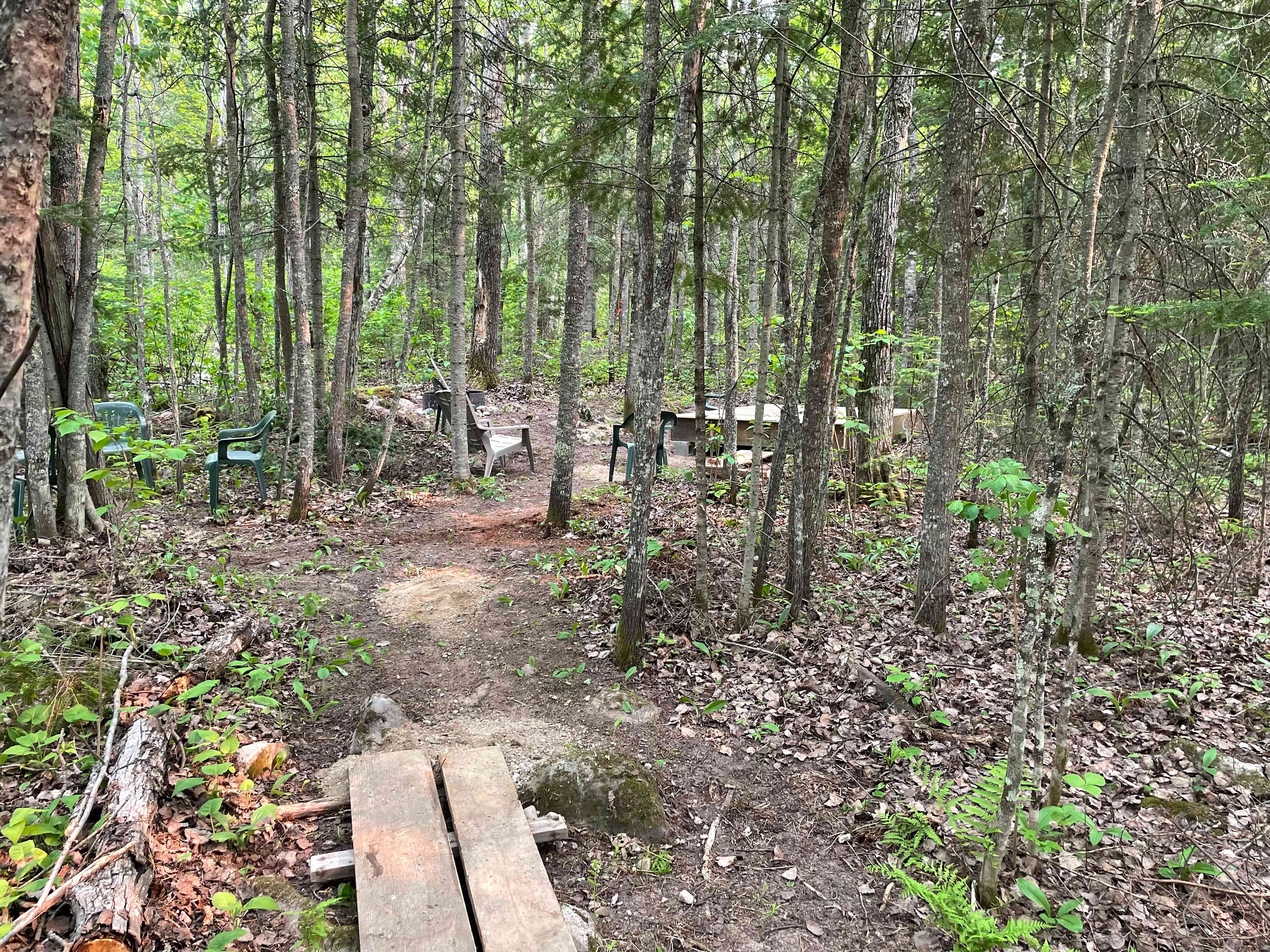 Old growth Norway and white pine/aspen/ maple/ash/ tamarack/ jack pine