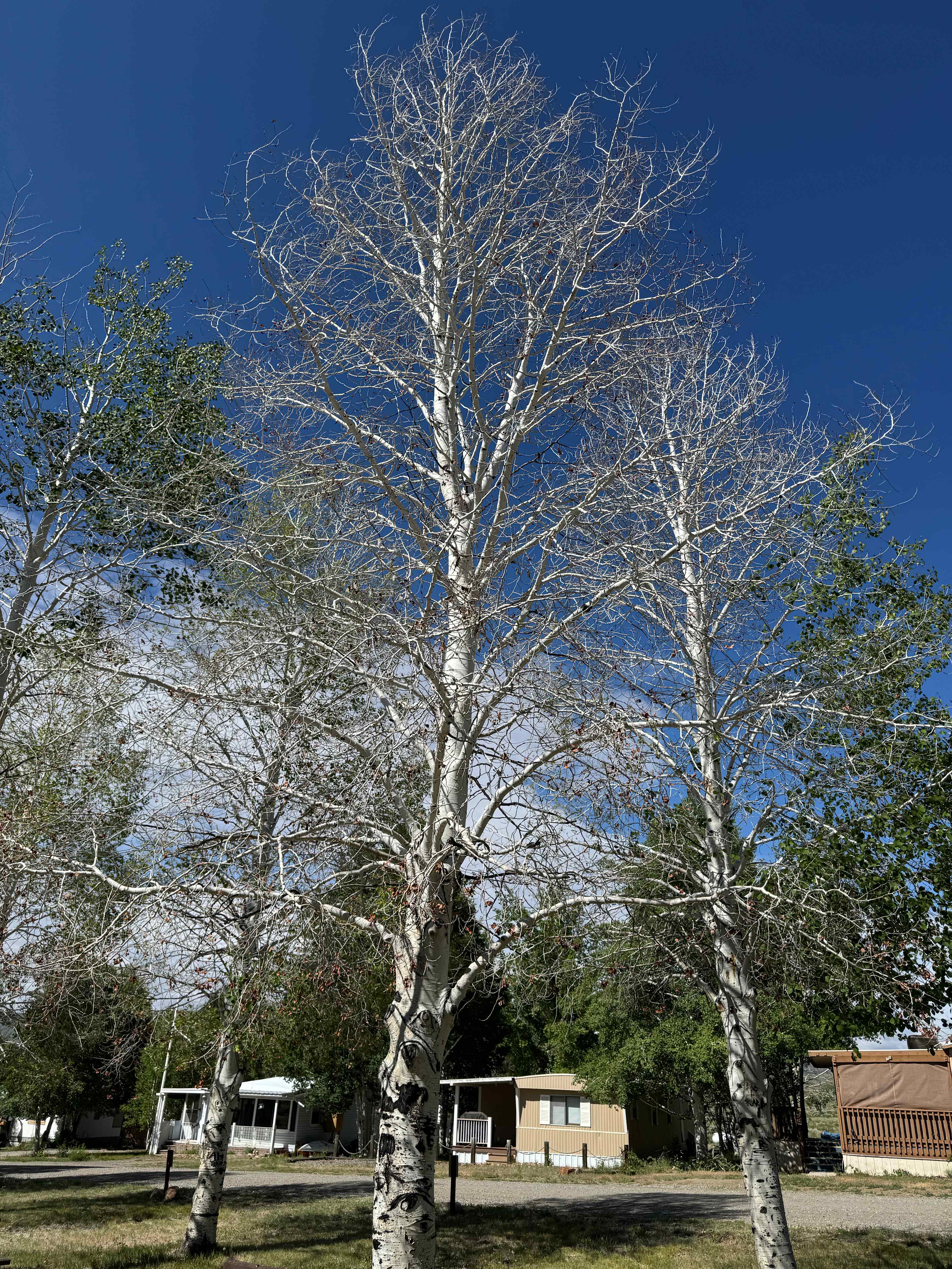 Oasis RV Resort 