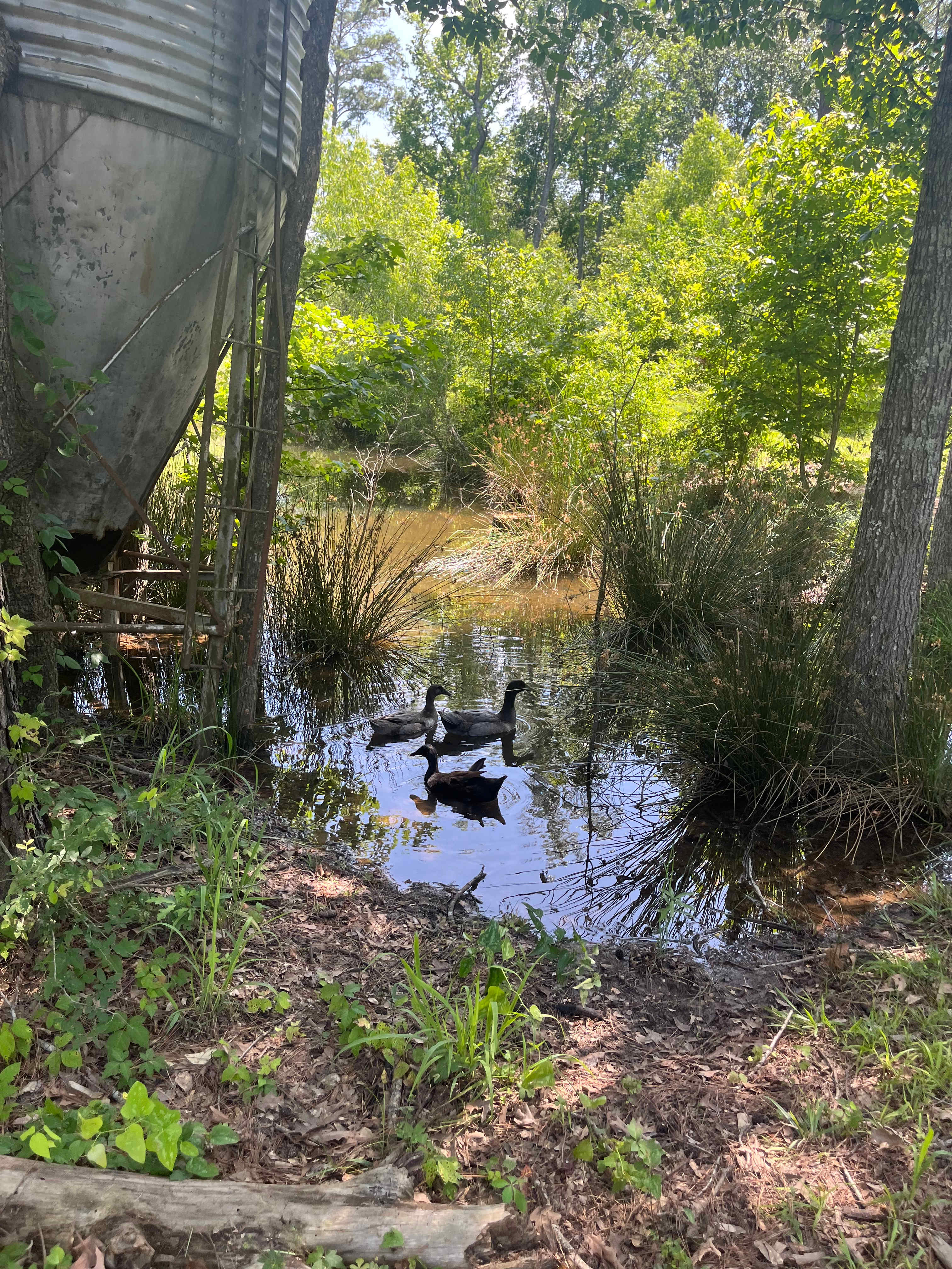 Caddo Springs Farm