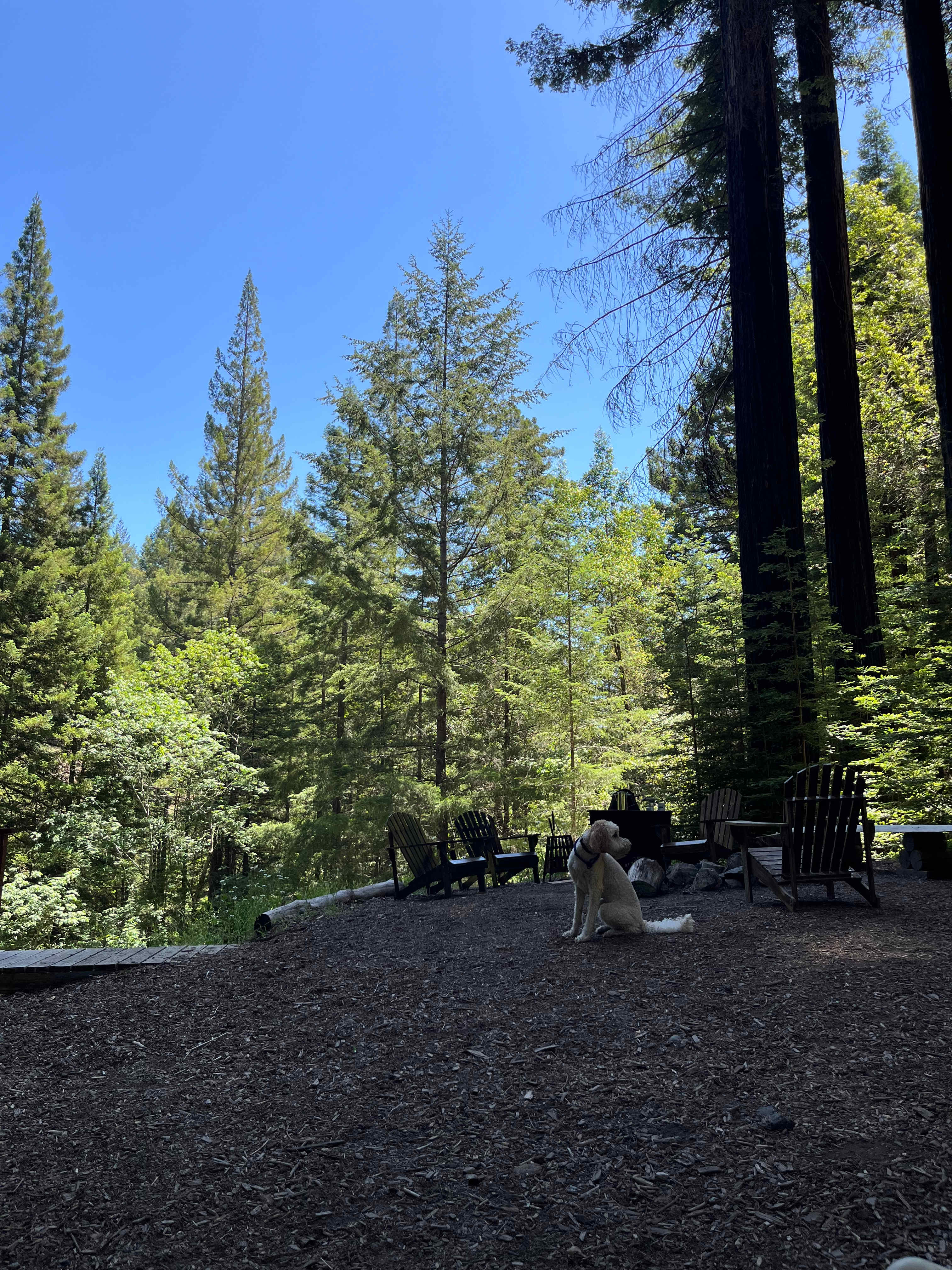A California Dream: Camp Hoppy