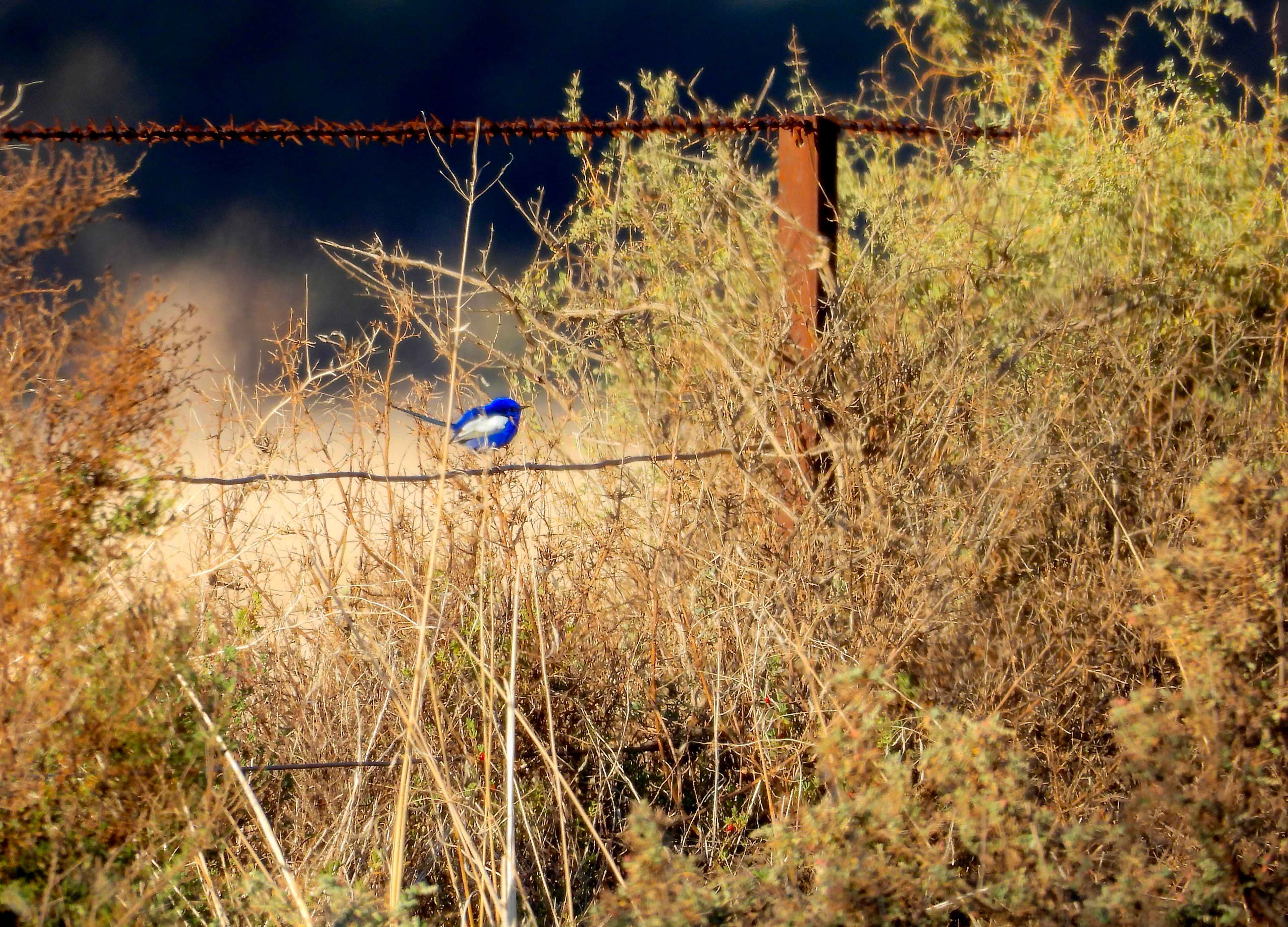 Curlew Camp - Birds & Fishing