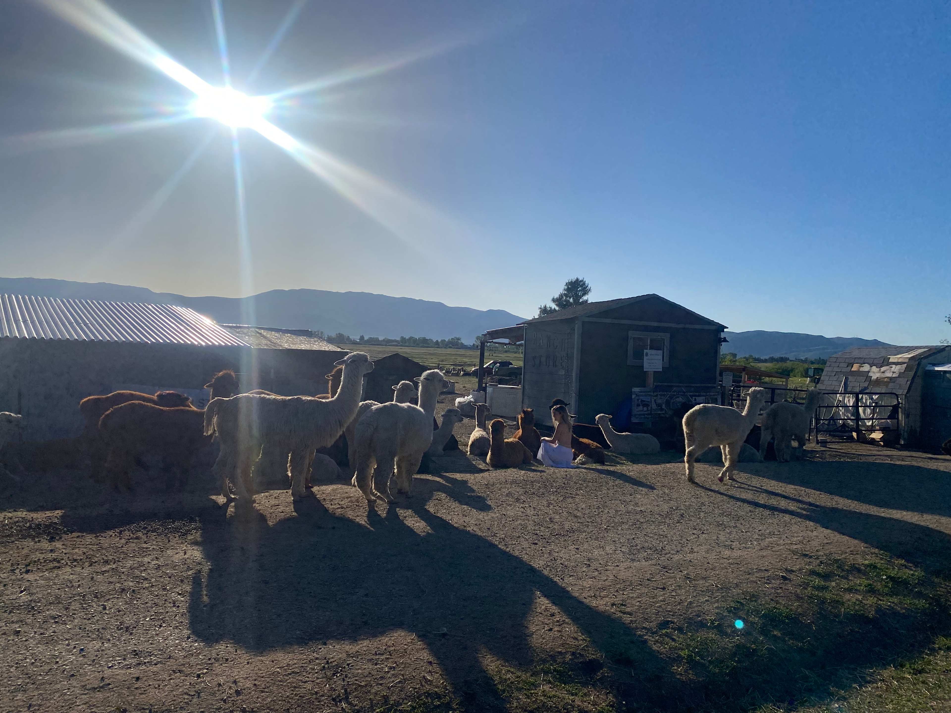 L.Davis Ranch and Olde LYFE Alpacas