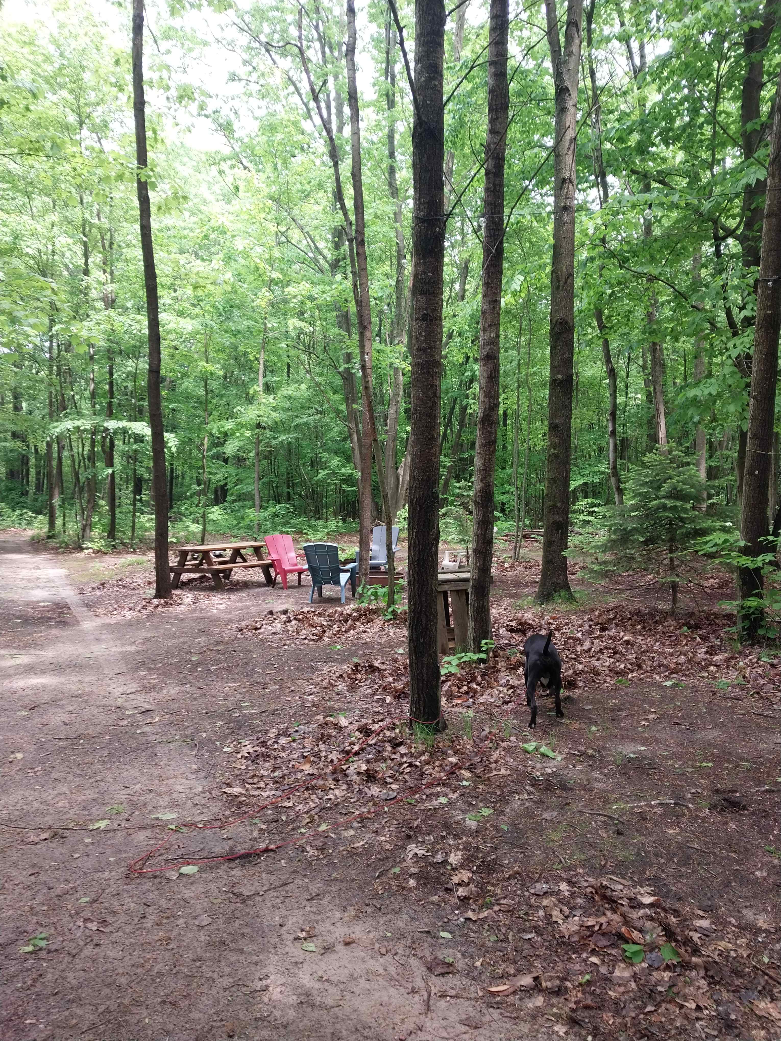 The 40 Acre Wood