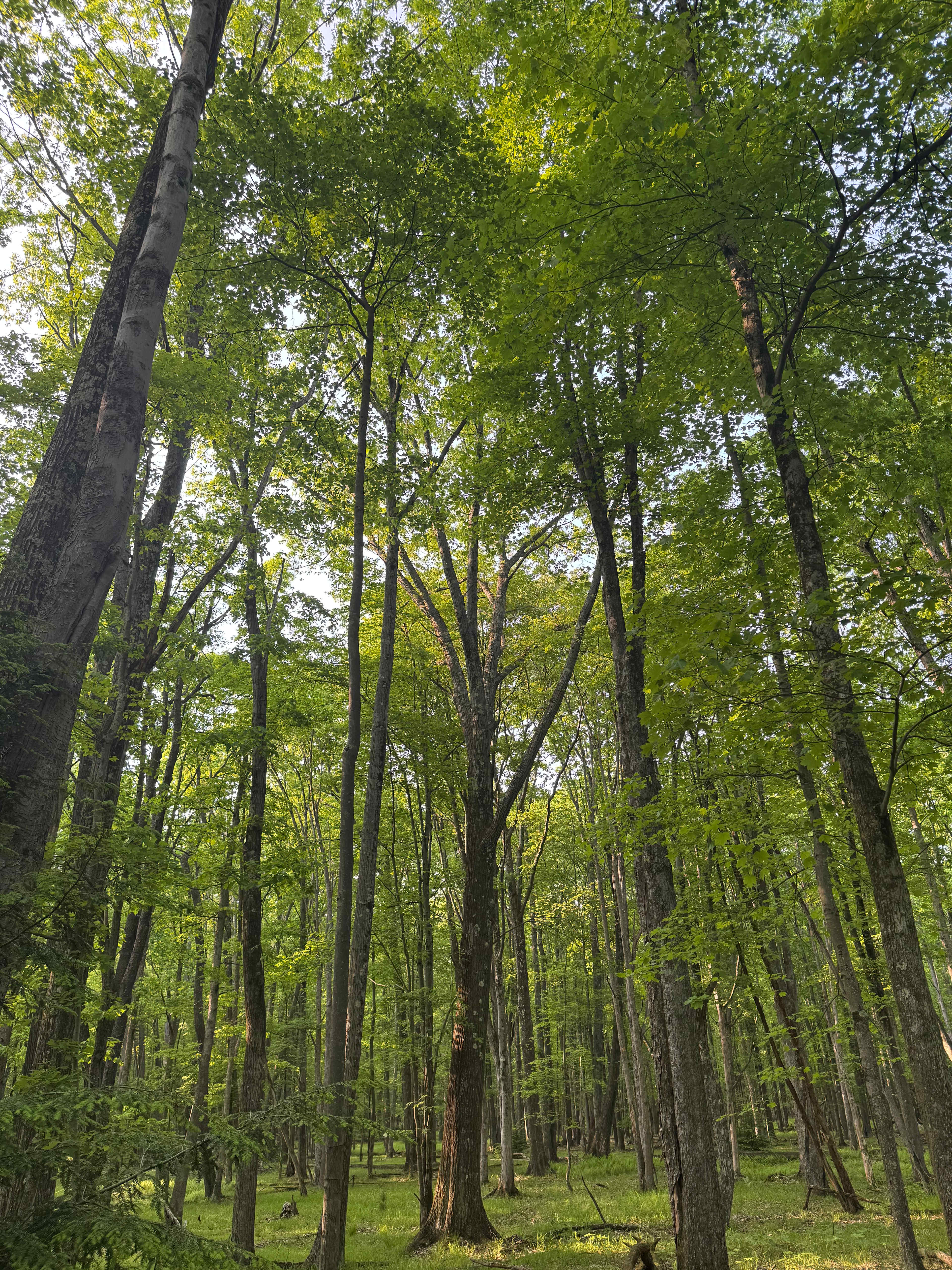 That middle tree is huge! Possibly an old growth considering the area around it. 