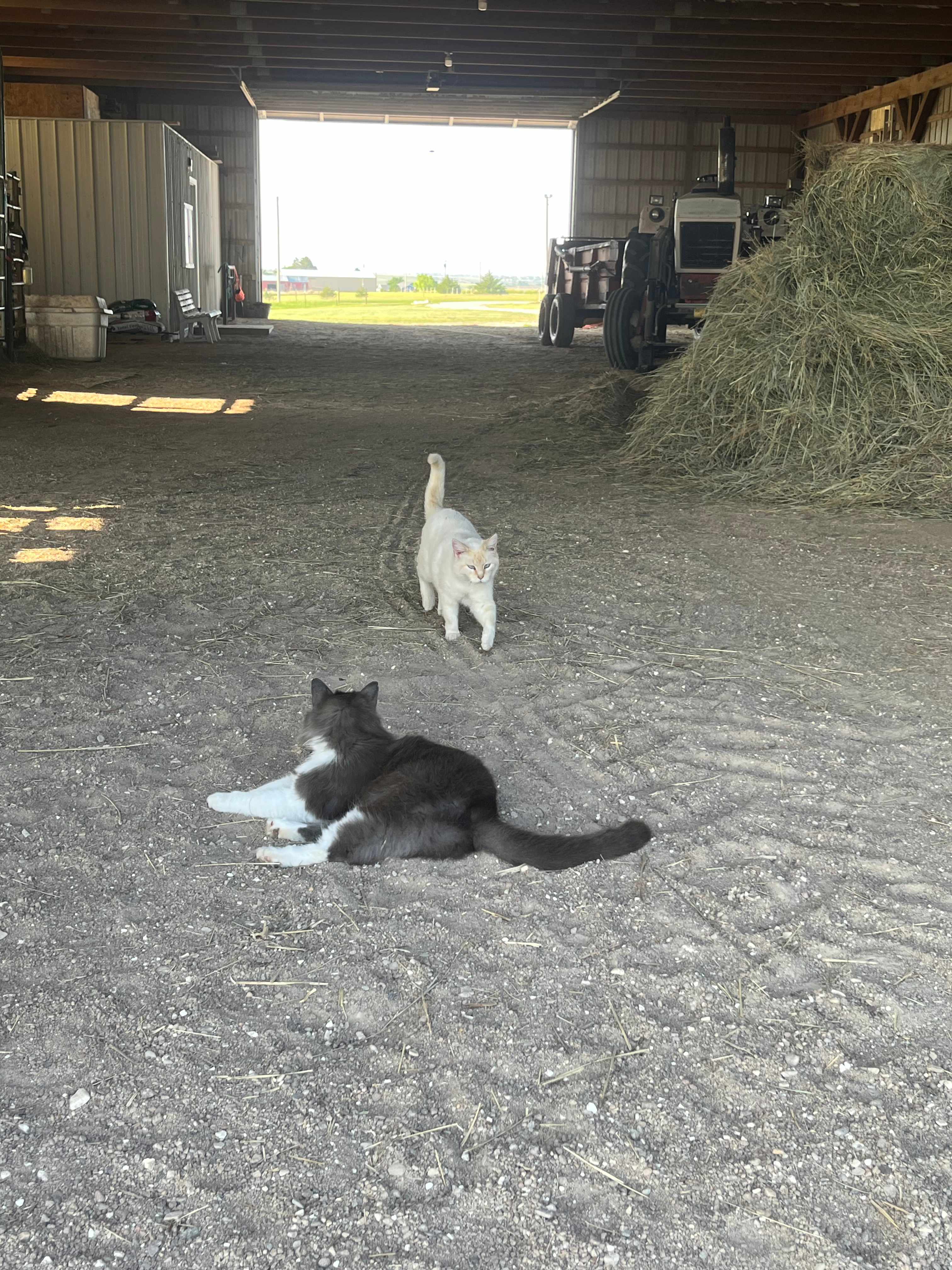 Branded 5 Stable & Kennel LLC