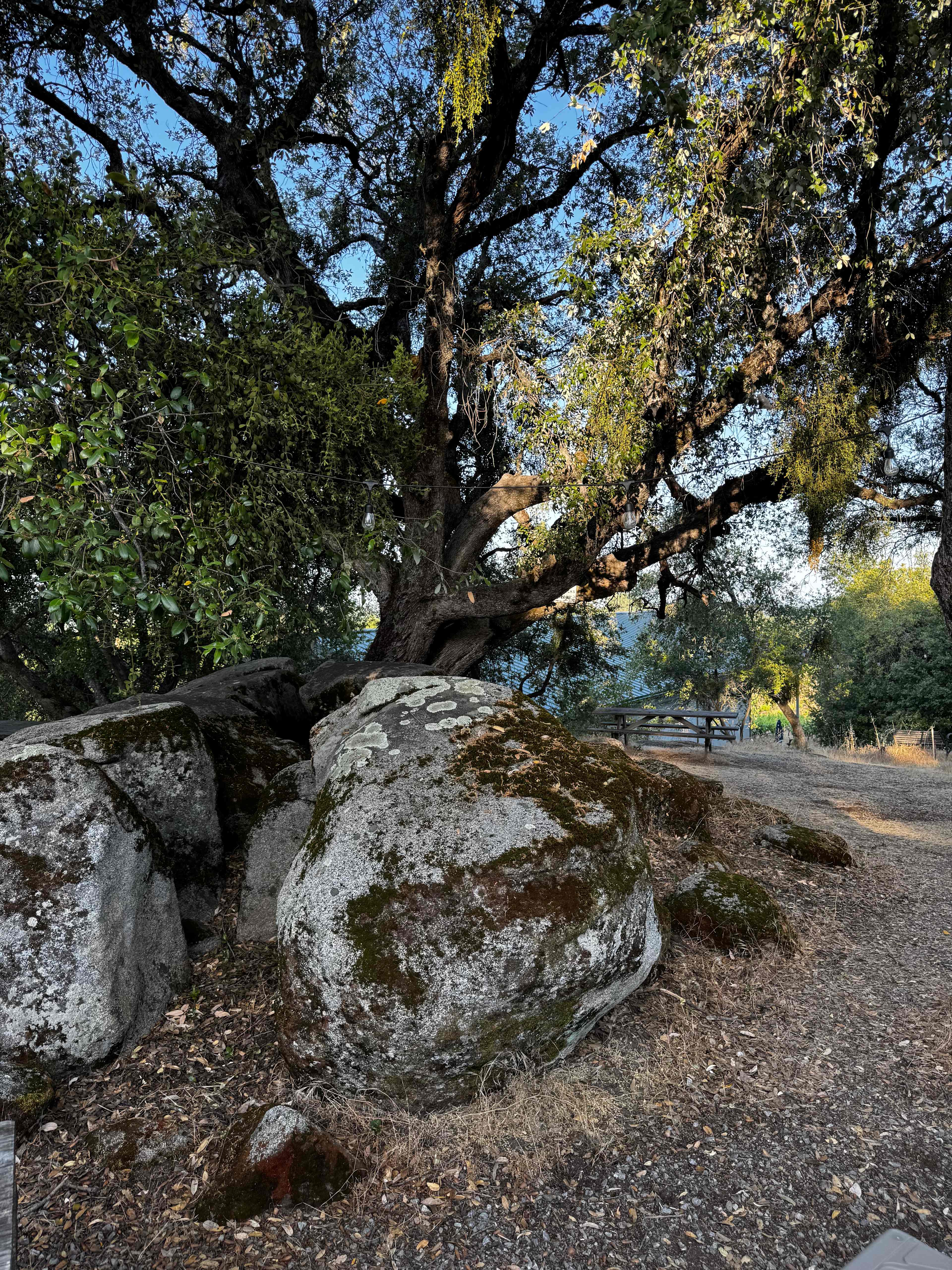  Camped under this tree!
