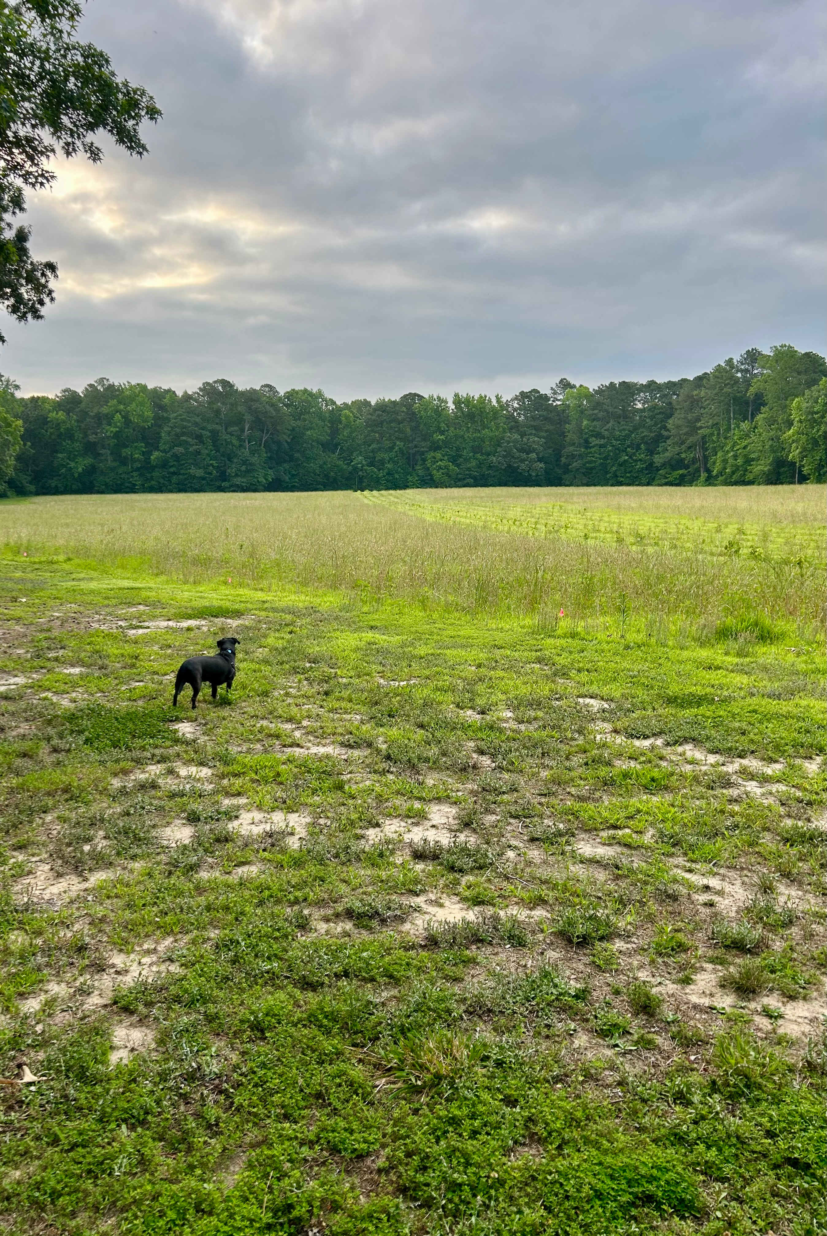 Cornerstone Farm