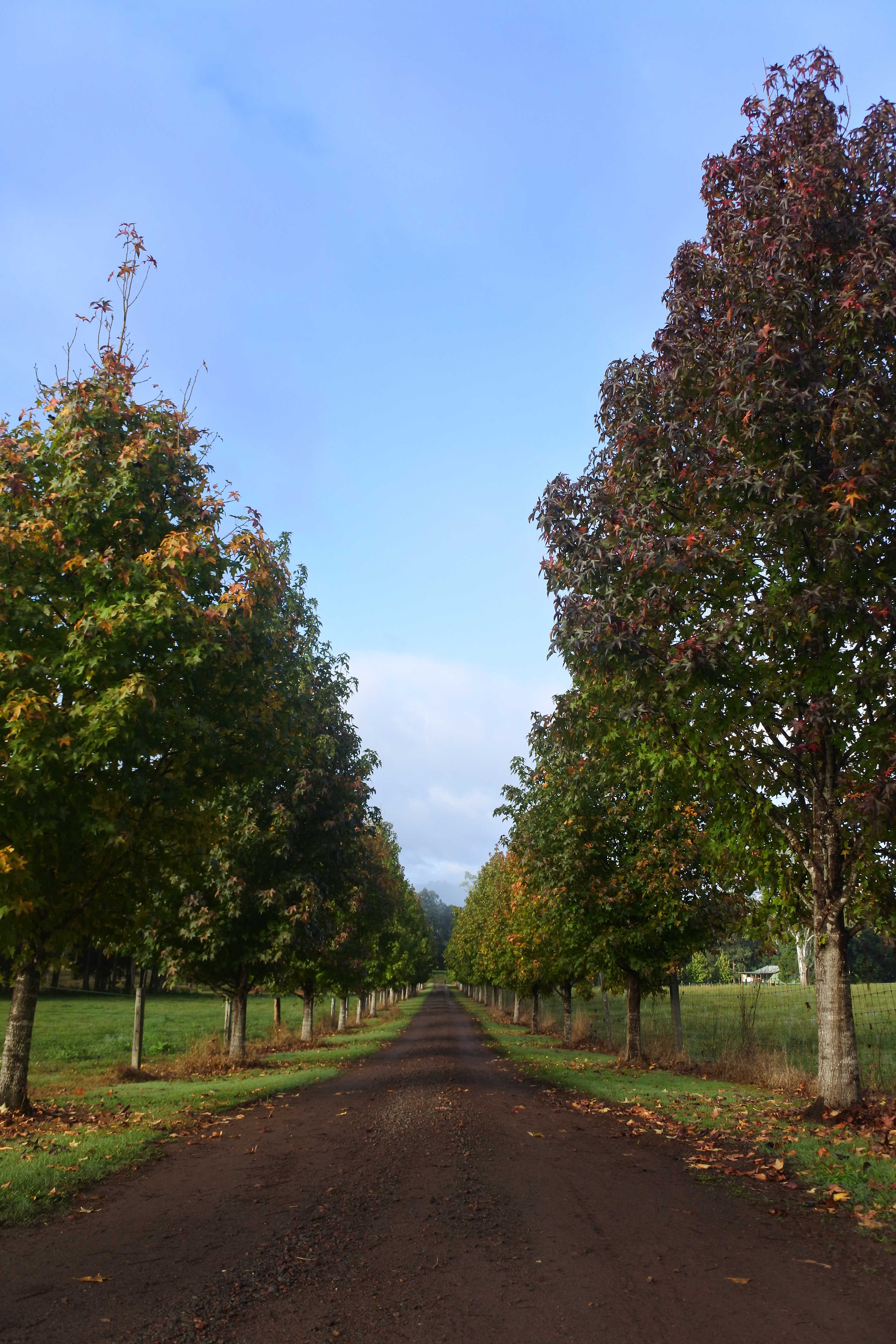 Maluka Park