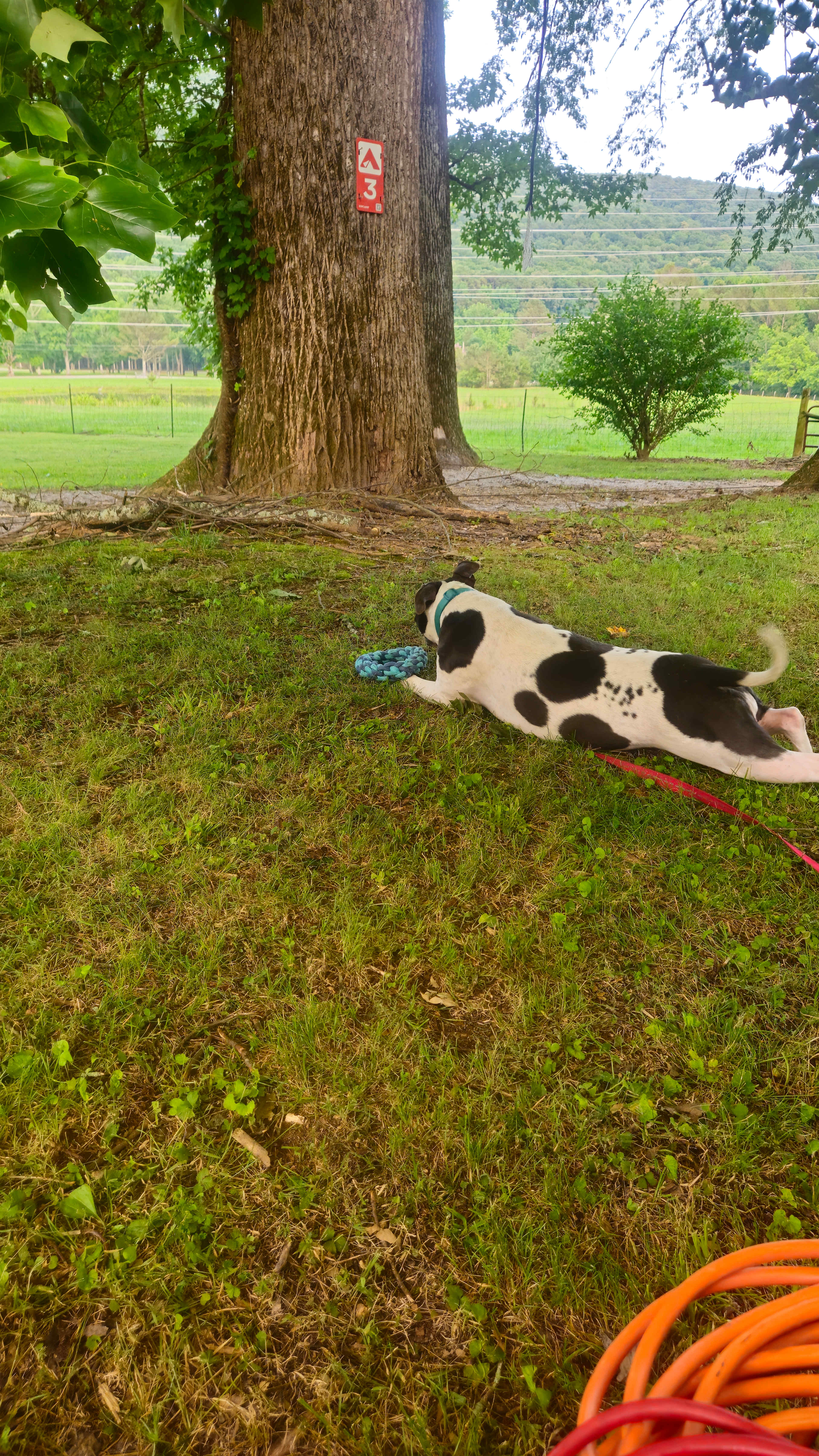Harley Girl on the hill