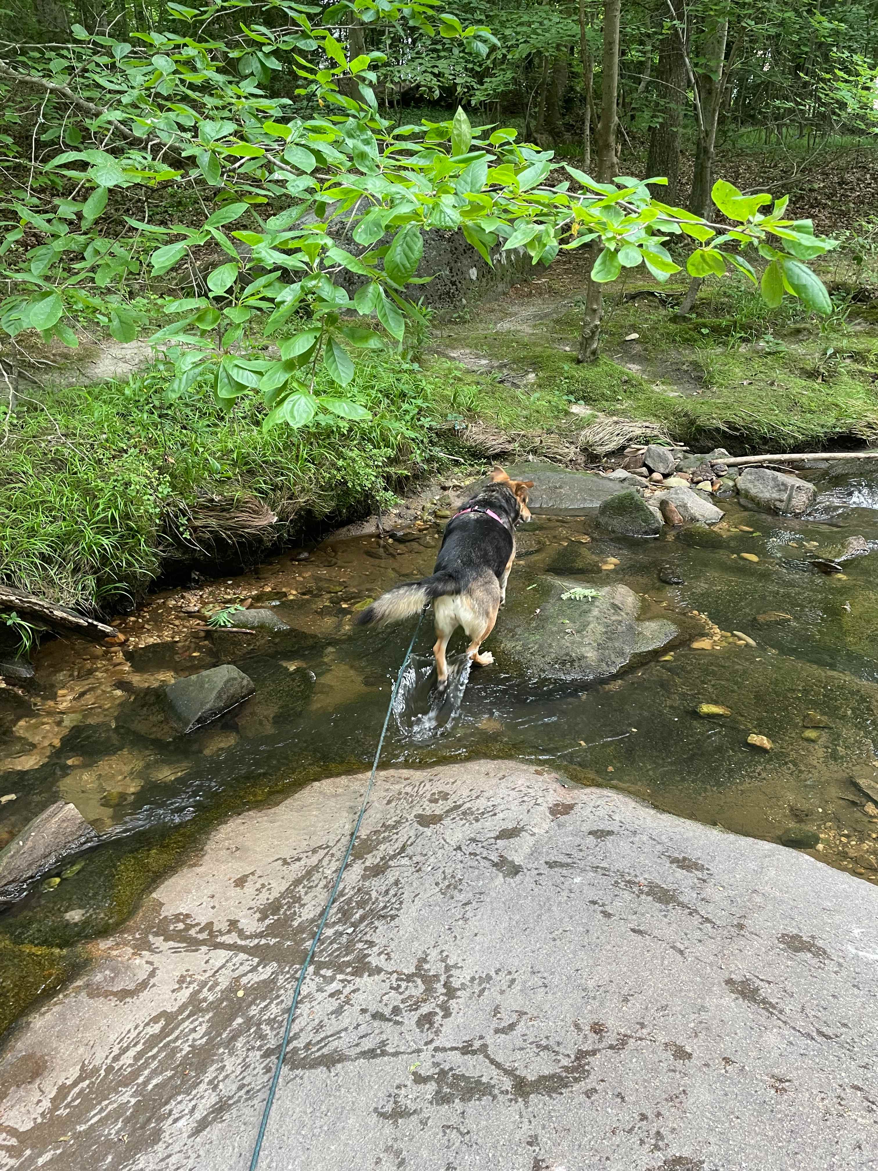 City Camp on Reedy Creek