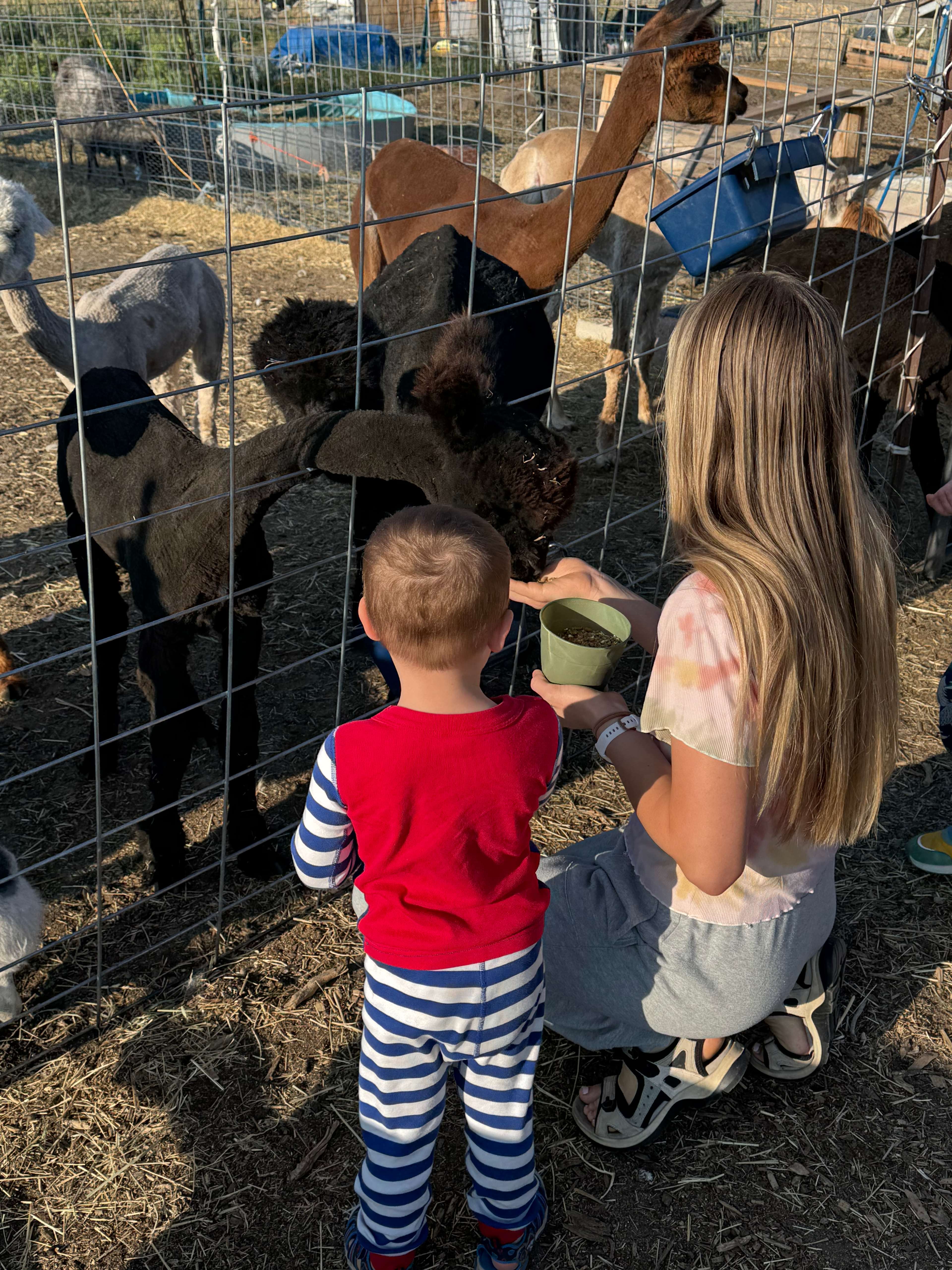 L.Davis Ranch and Olde LYFE Alpacas