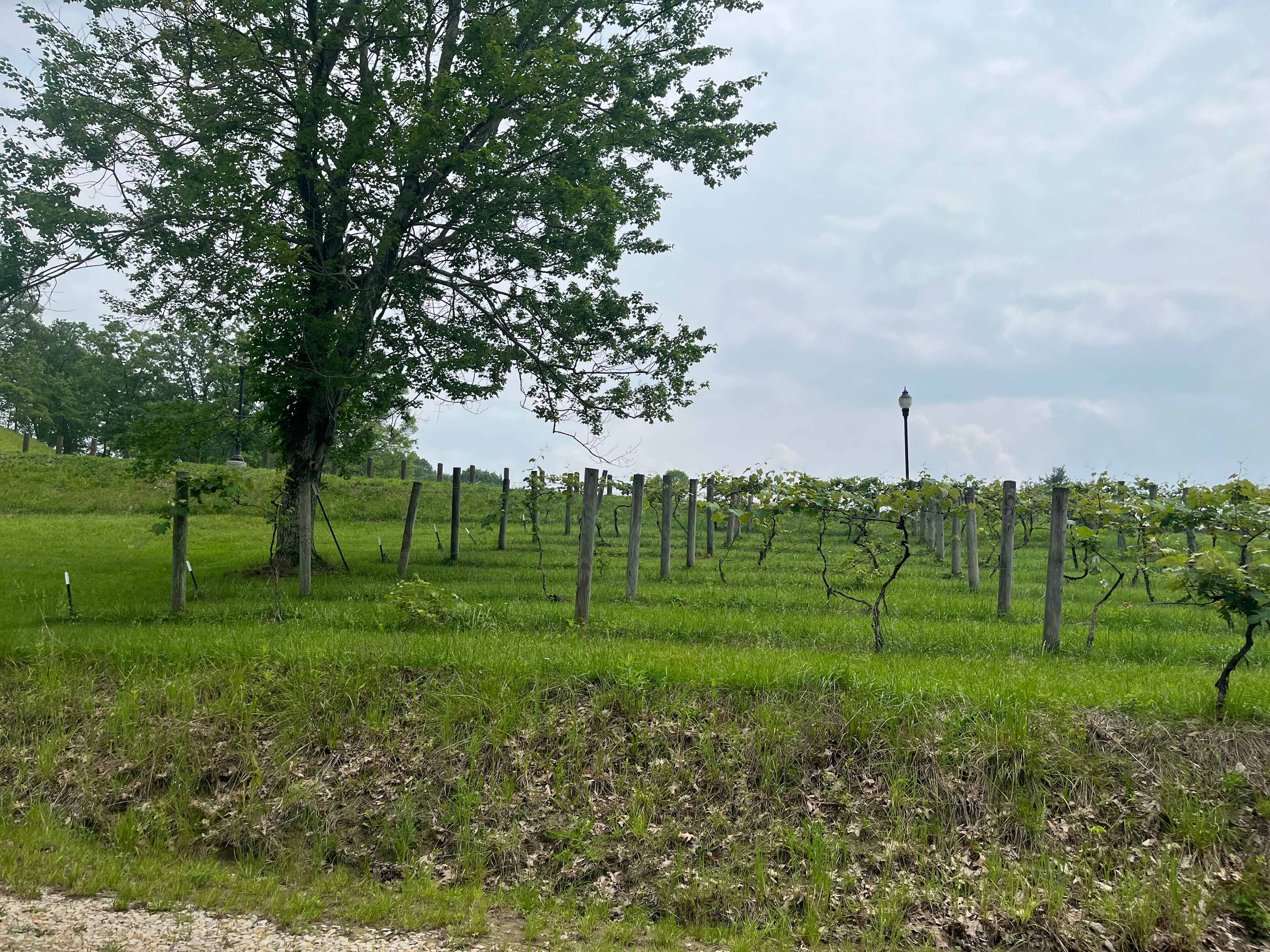 Vineyard view from campsite 