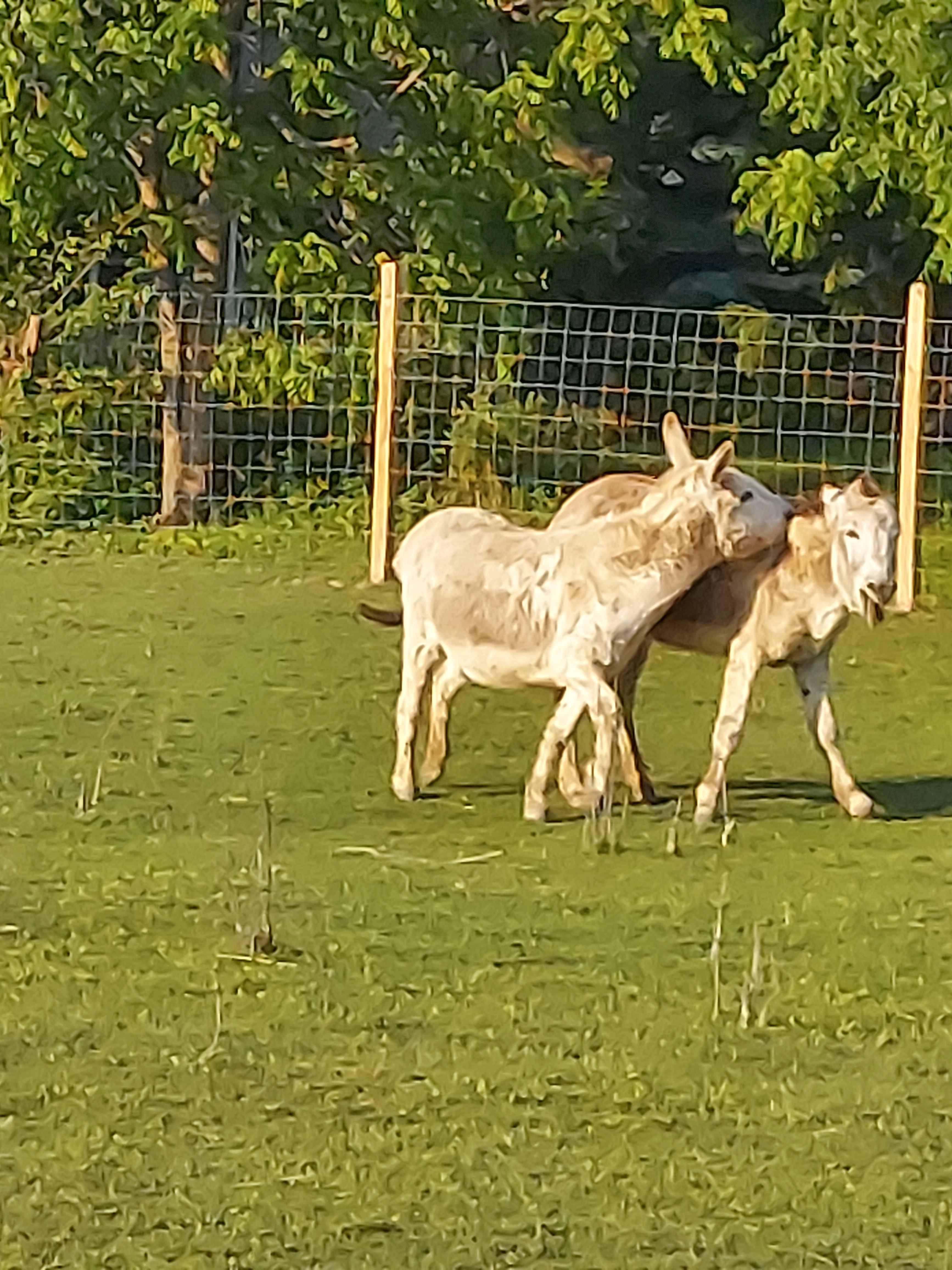 Mayville Farm
