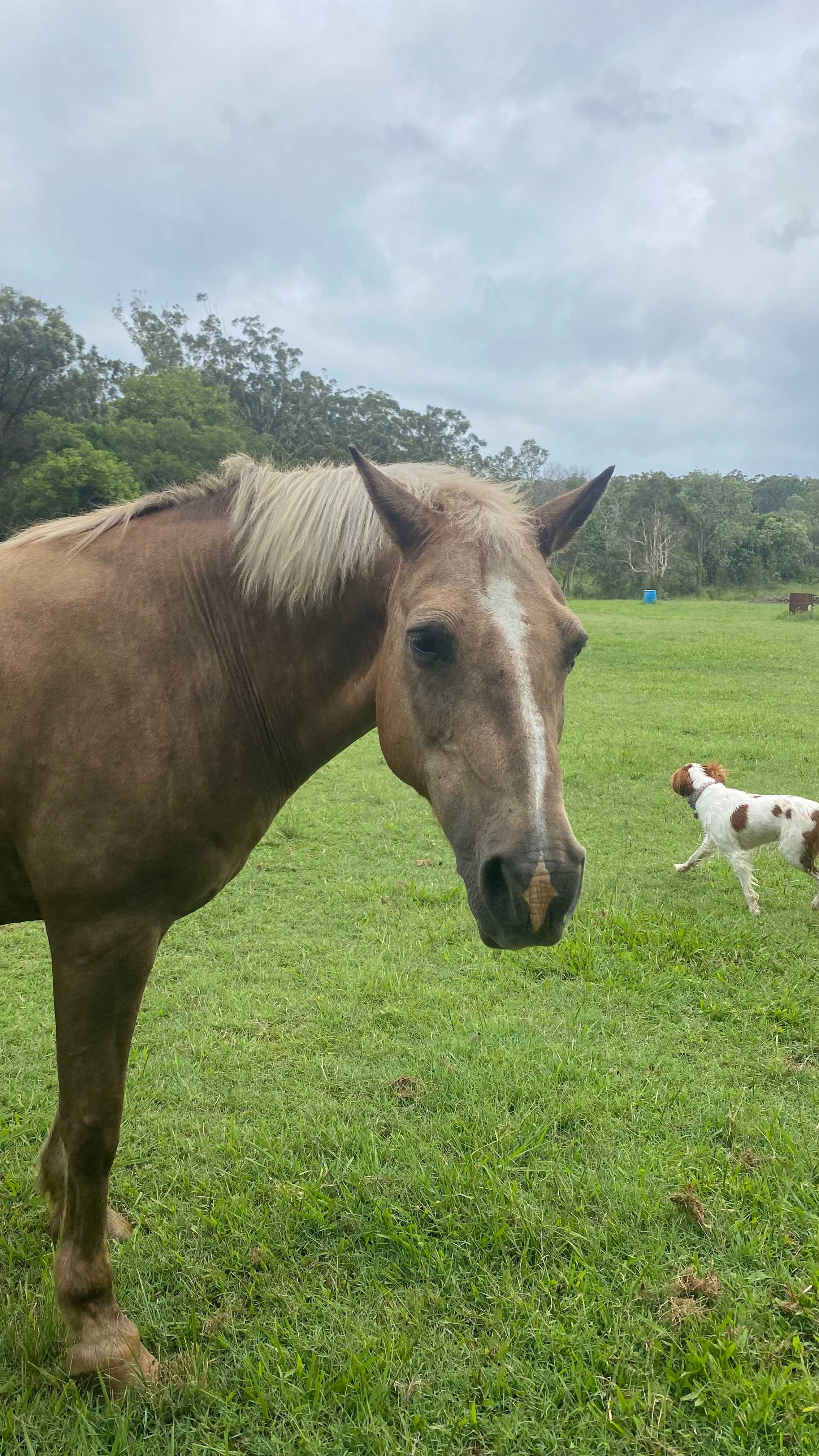 Clyde our resident horse and my dog Sebastian 