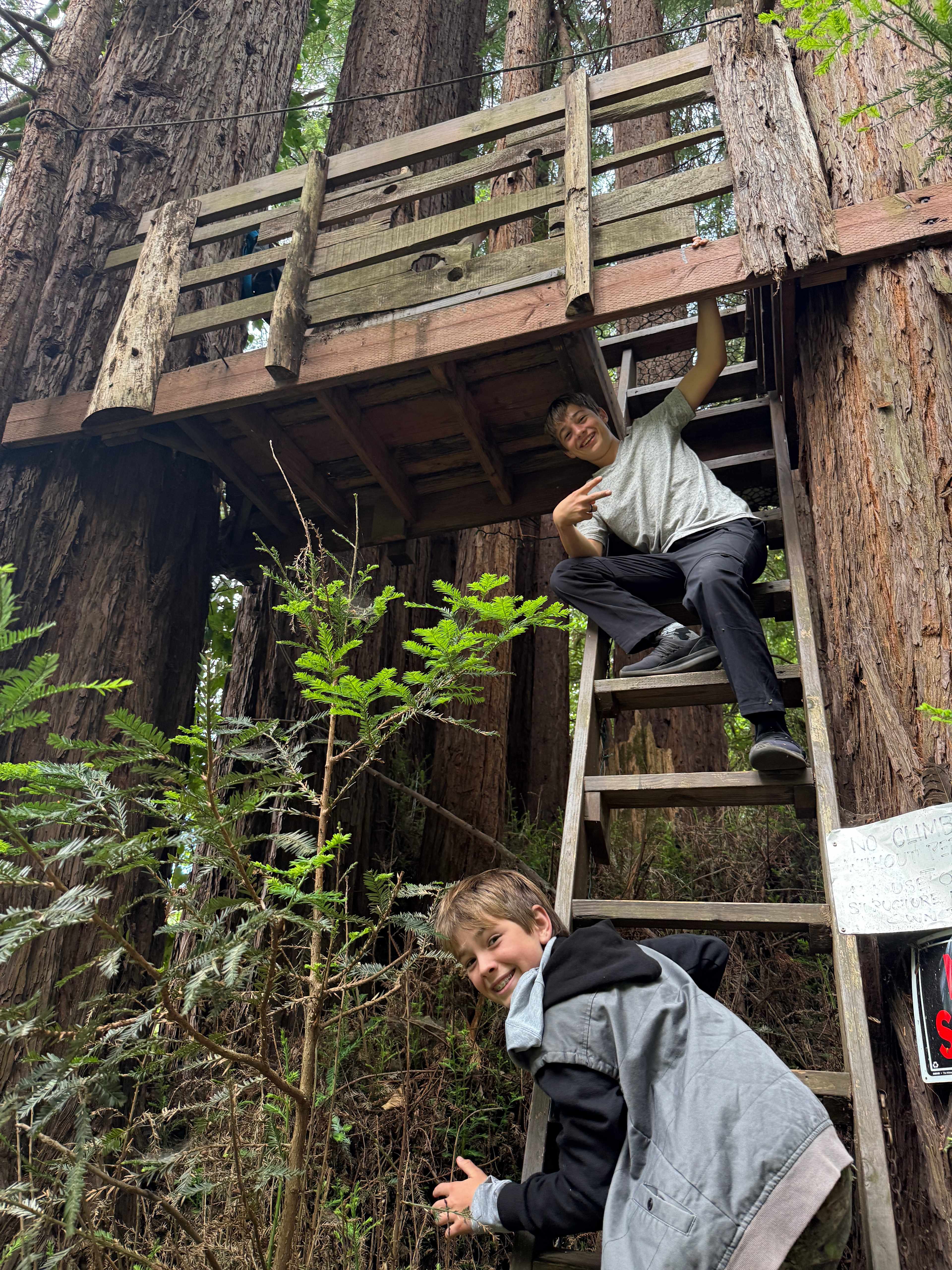 Sleep Up High In A Redwood Tree-net