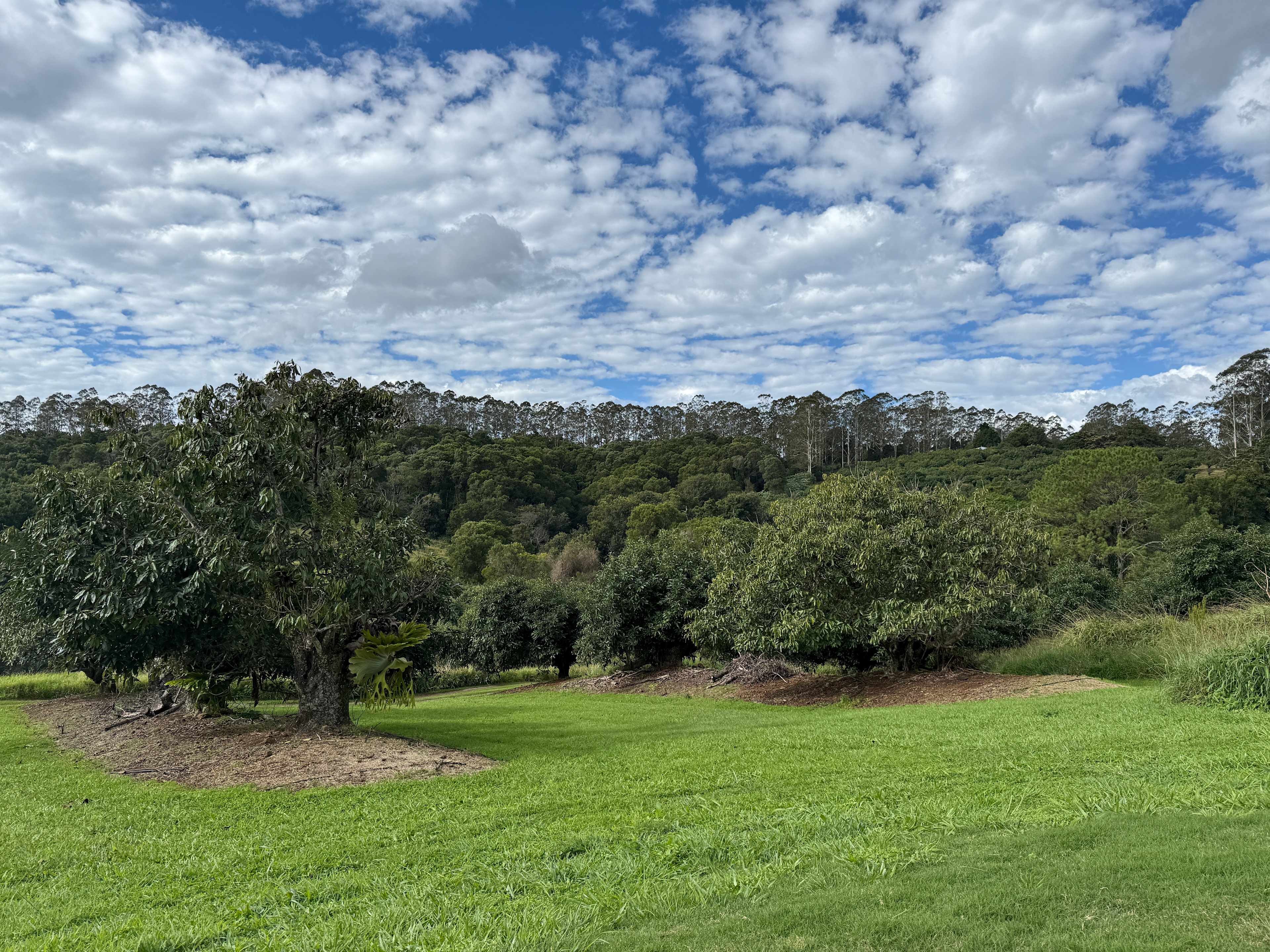 Tremayne - The Old Avocado Farm